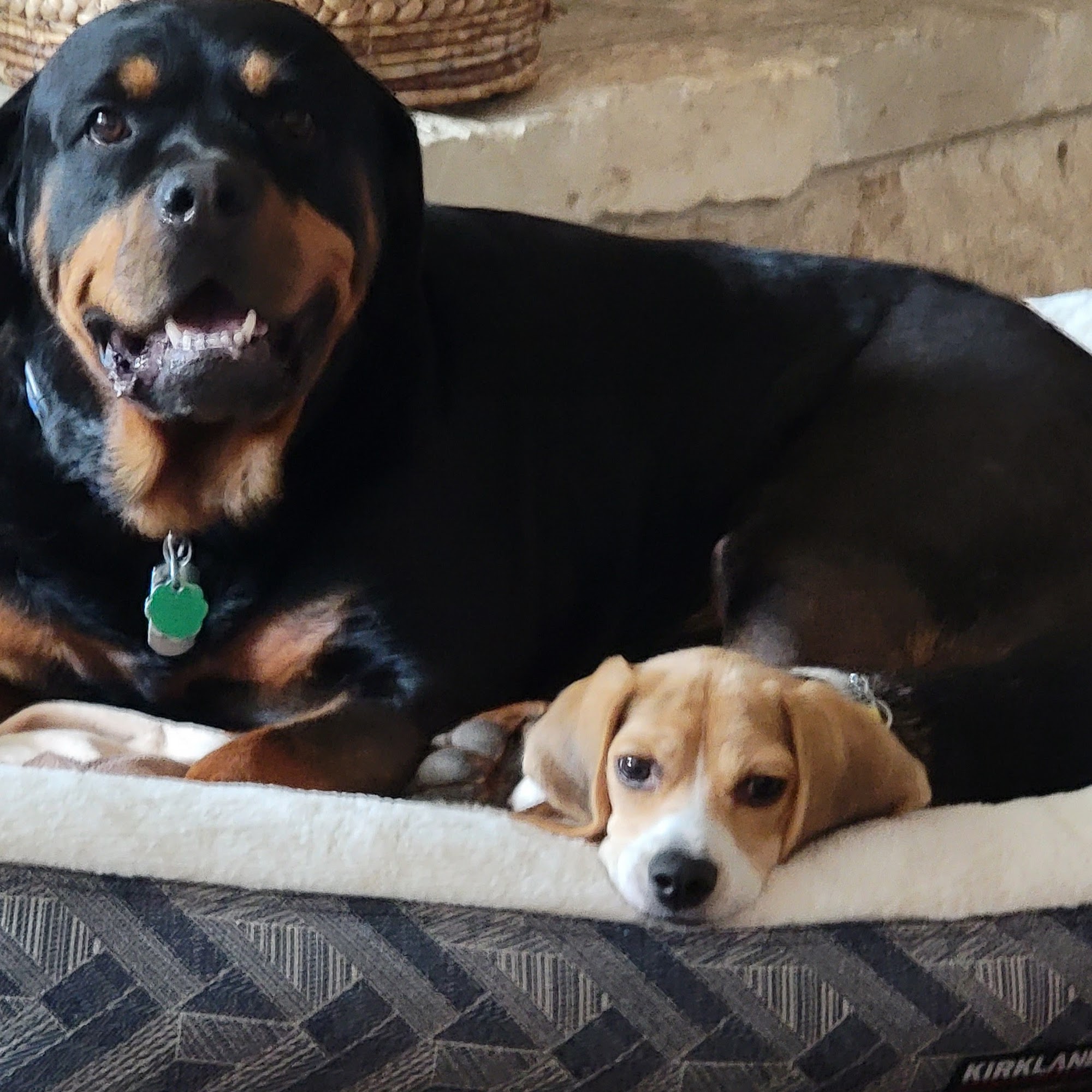 PAWSitive Solutions Dog & Puppy Training, LLC Boerne