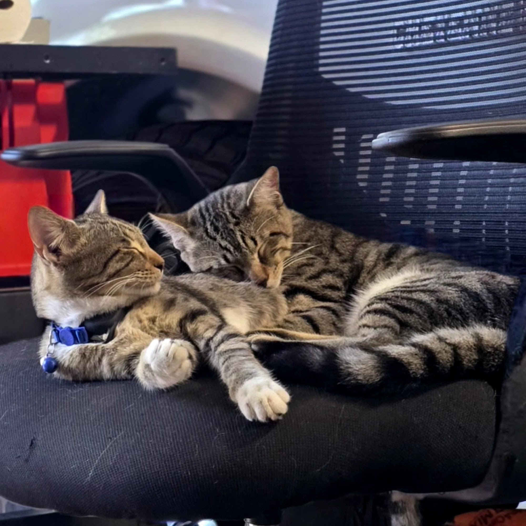 Bonham Veterinary Clinic Bonham