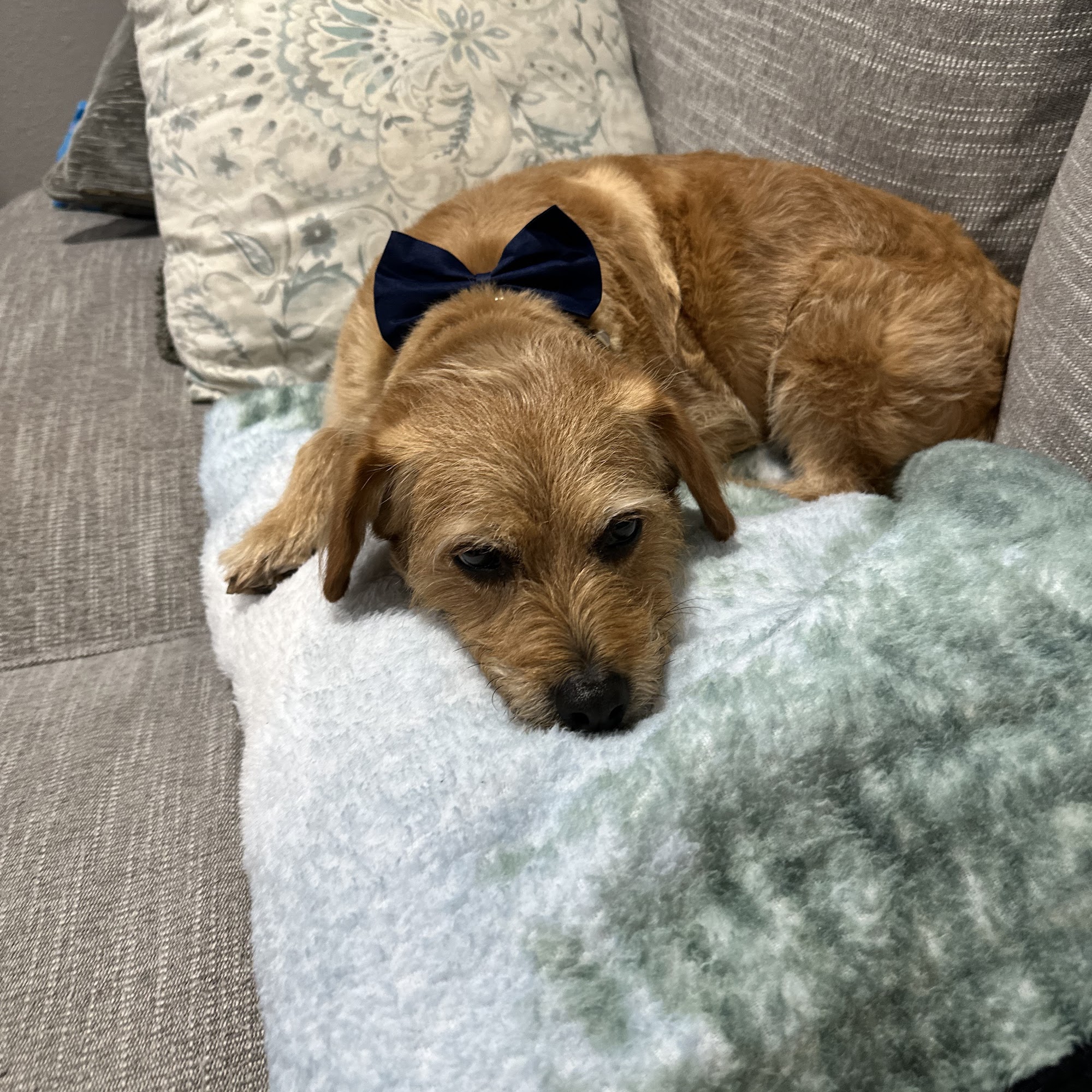 Opaat Pet Salon Bonham