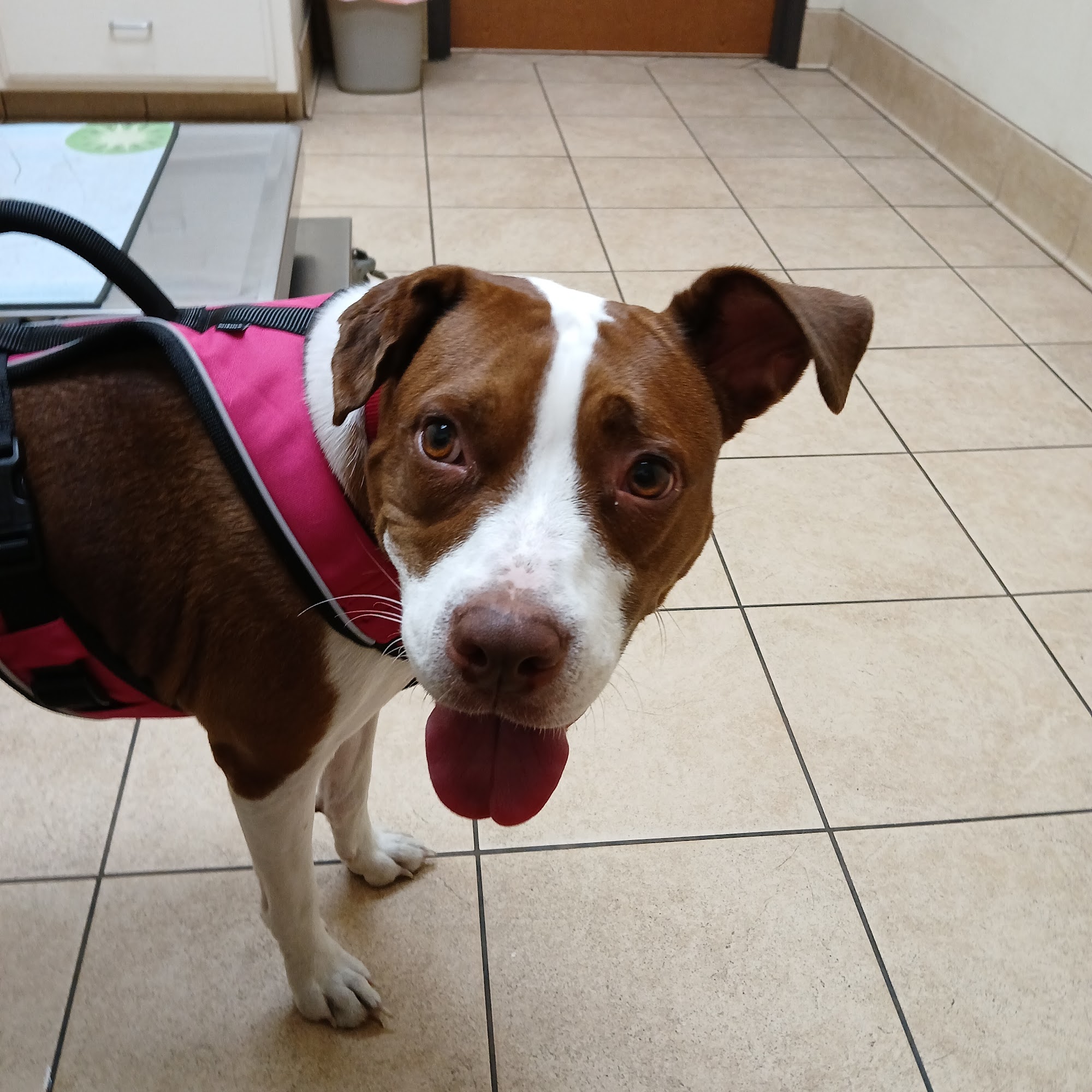 High Plains Animal Hospital Borger