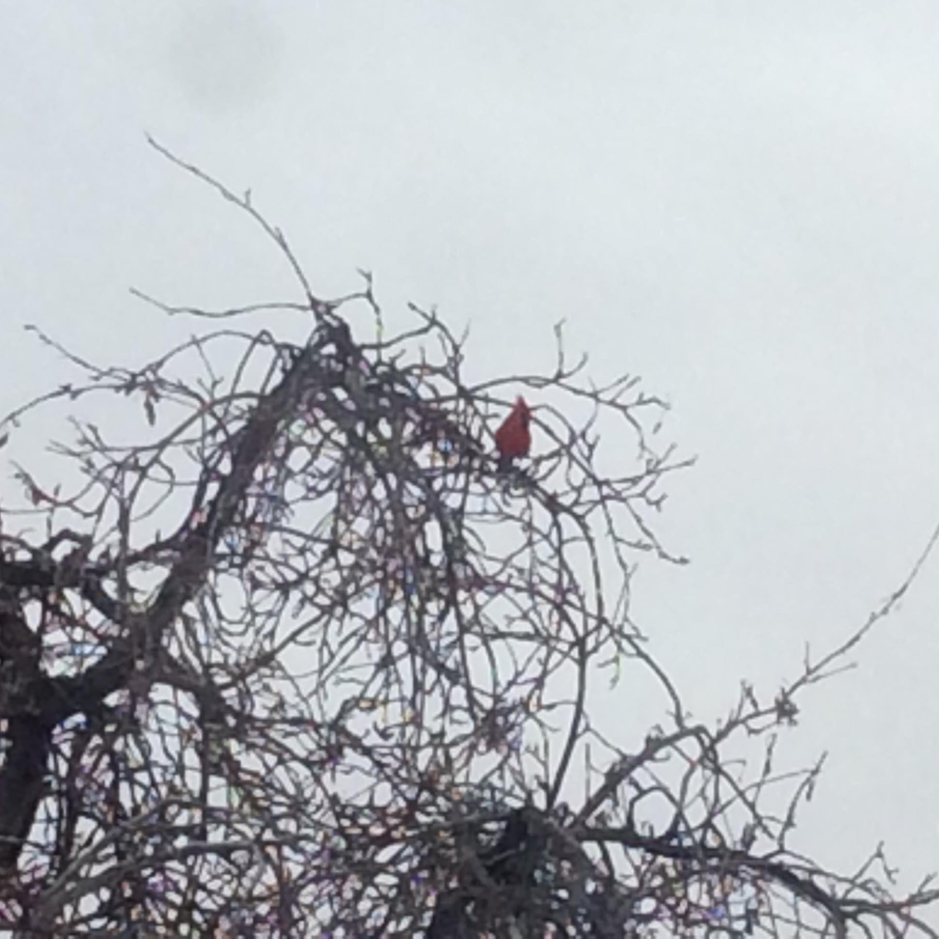 Industrial Pest Management