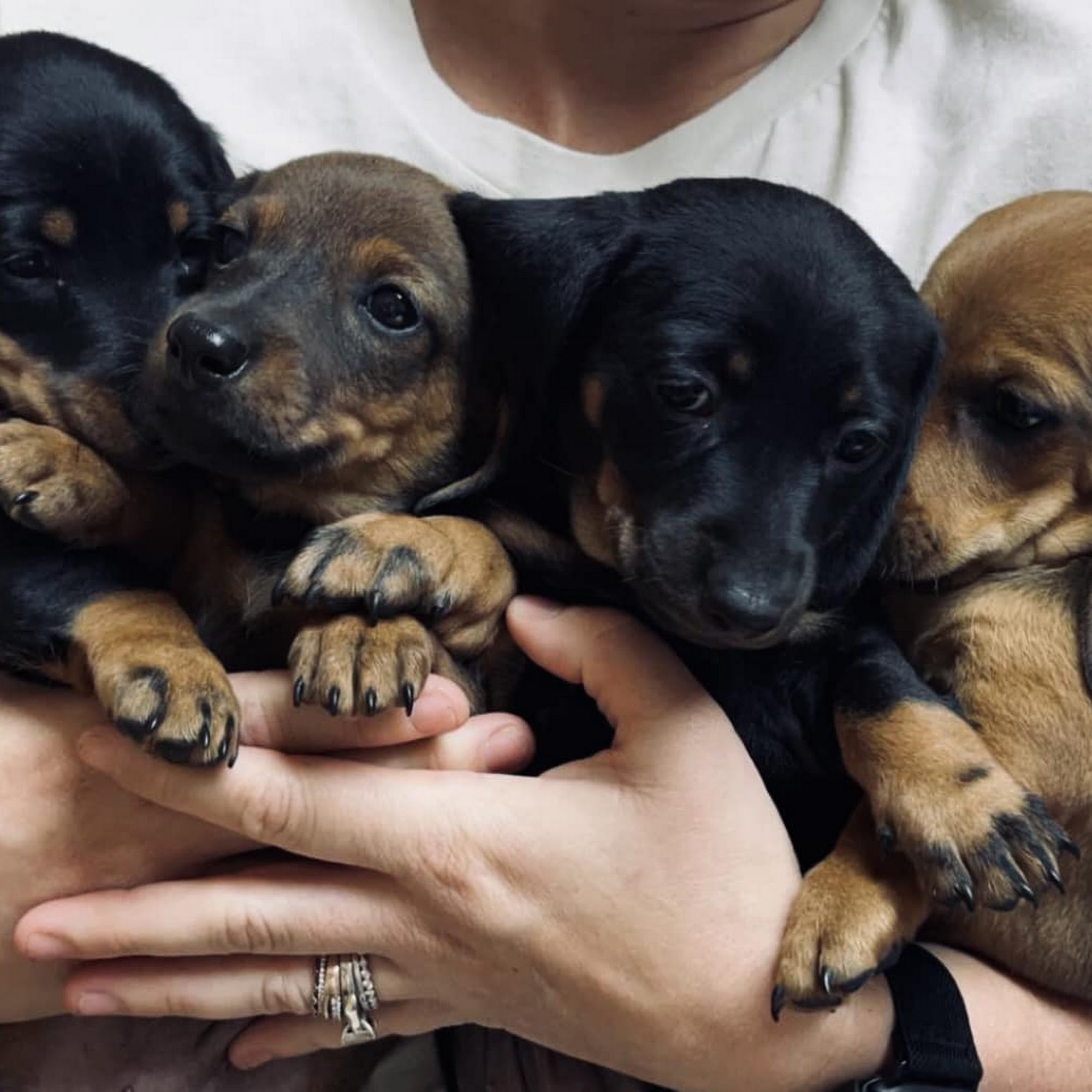 Bowie Pet Clinic Bowie