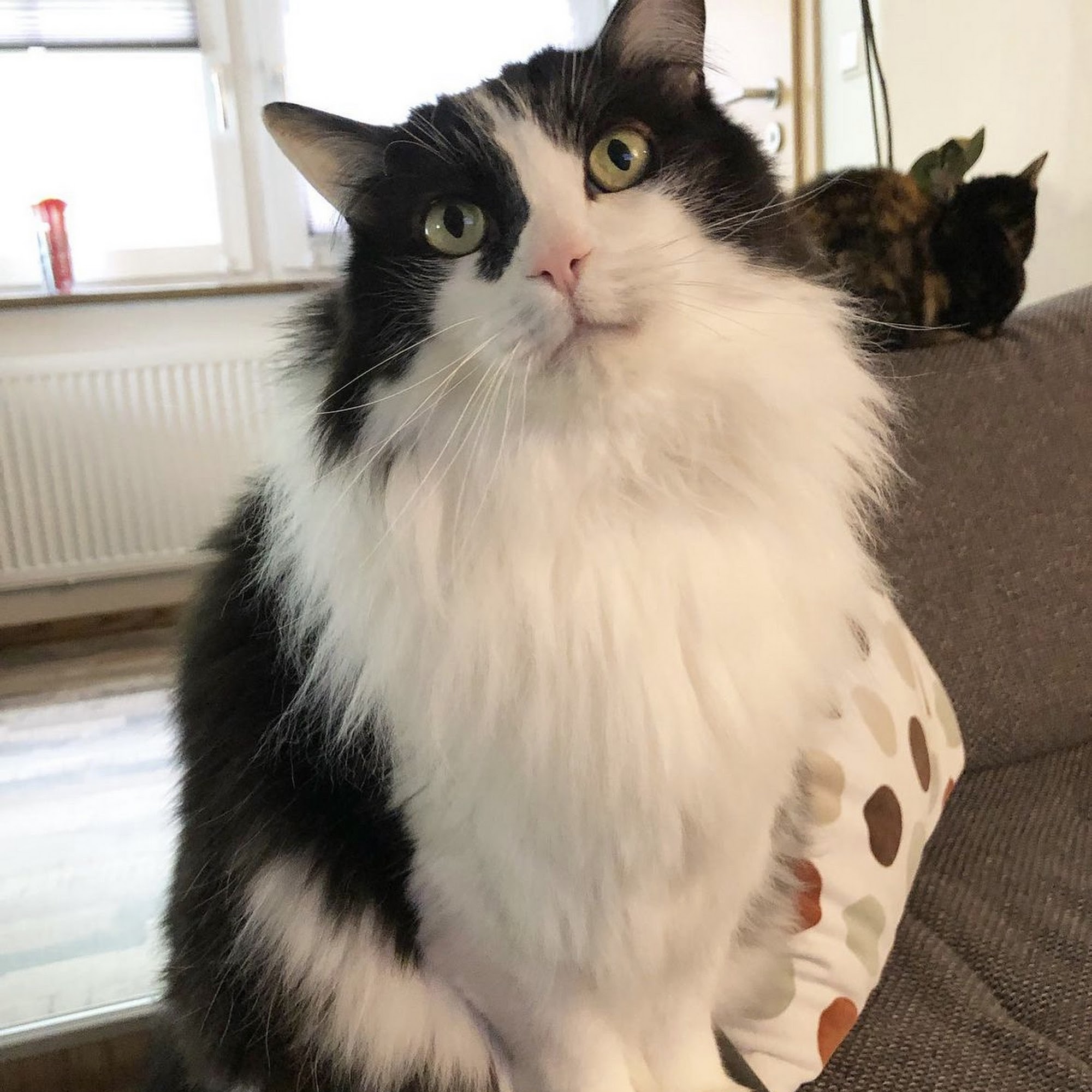 Cross Timbers Veterinary Hospital Bowie