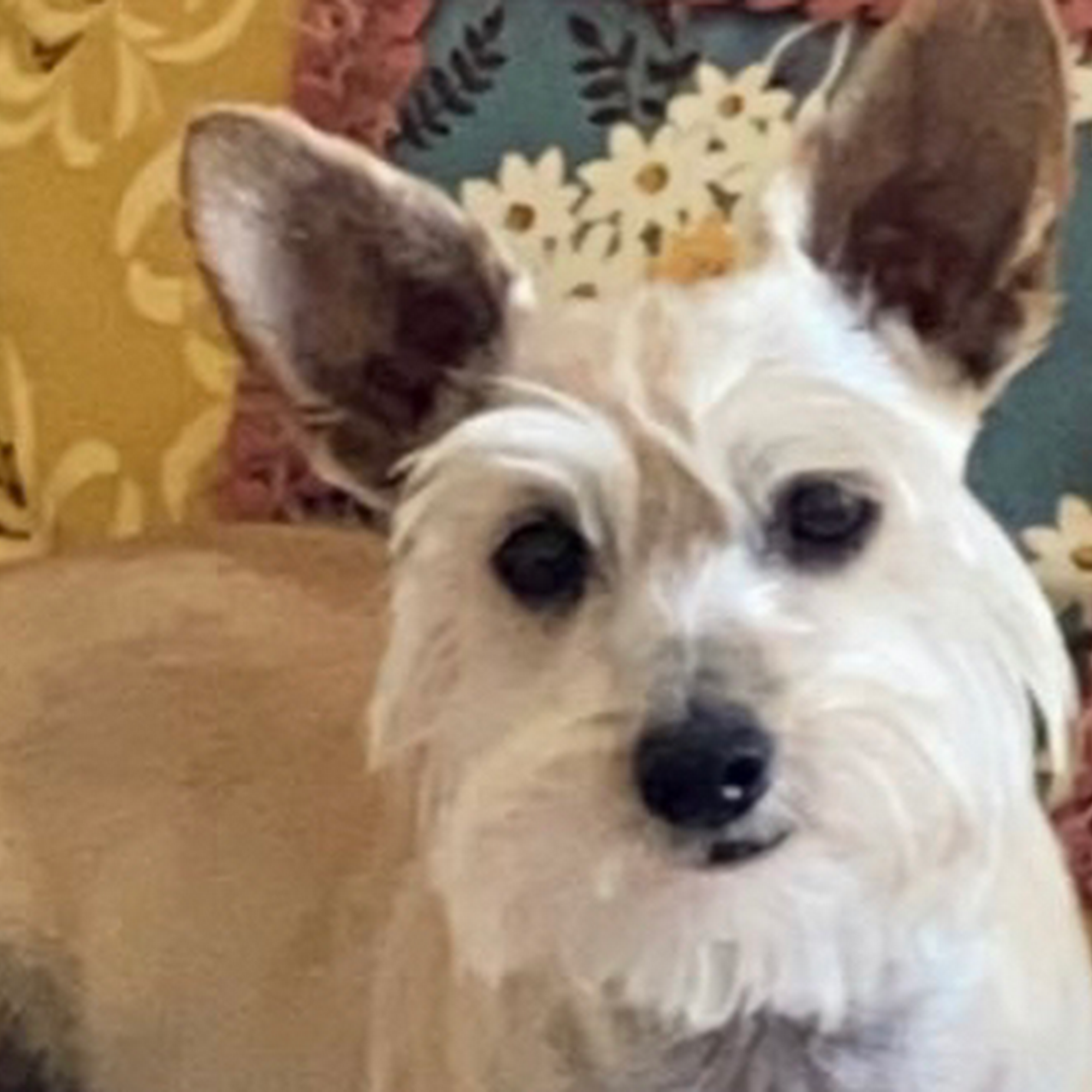 McCulloch County Veterinary Hospital Brady