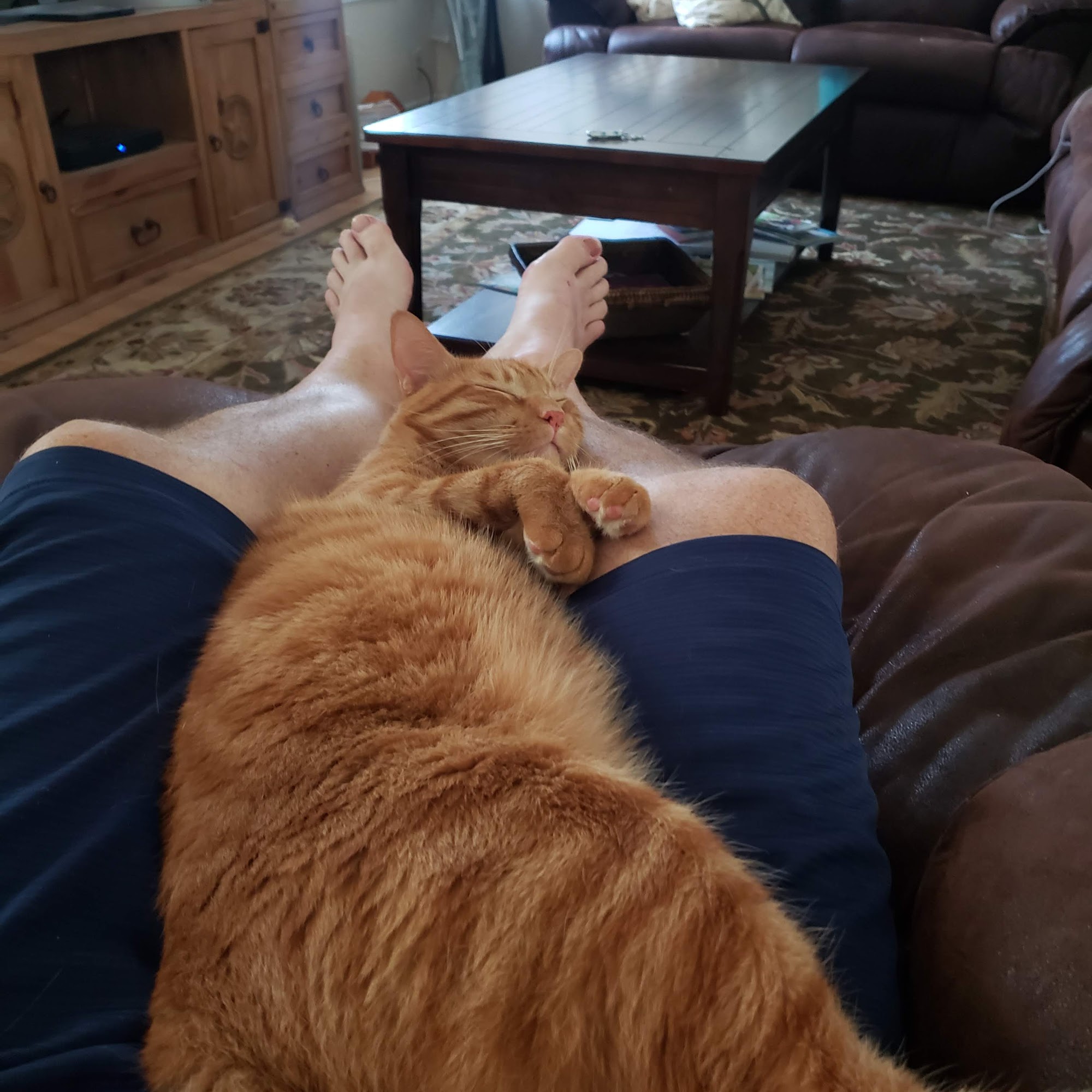 Brazoria Veterinary Clinic Brazoria