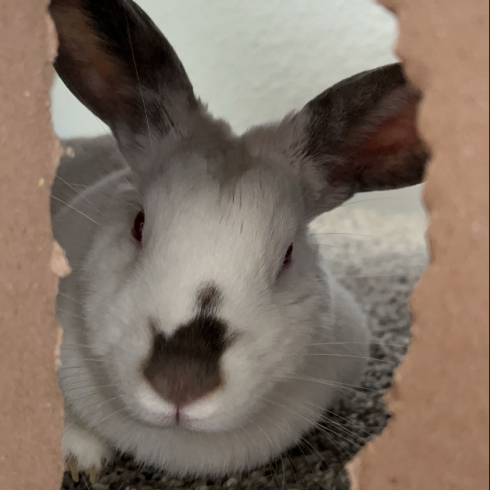 Wild Peach Veterinary Clinic Brazoria