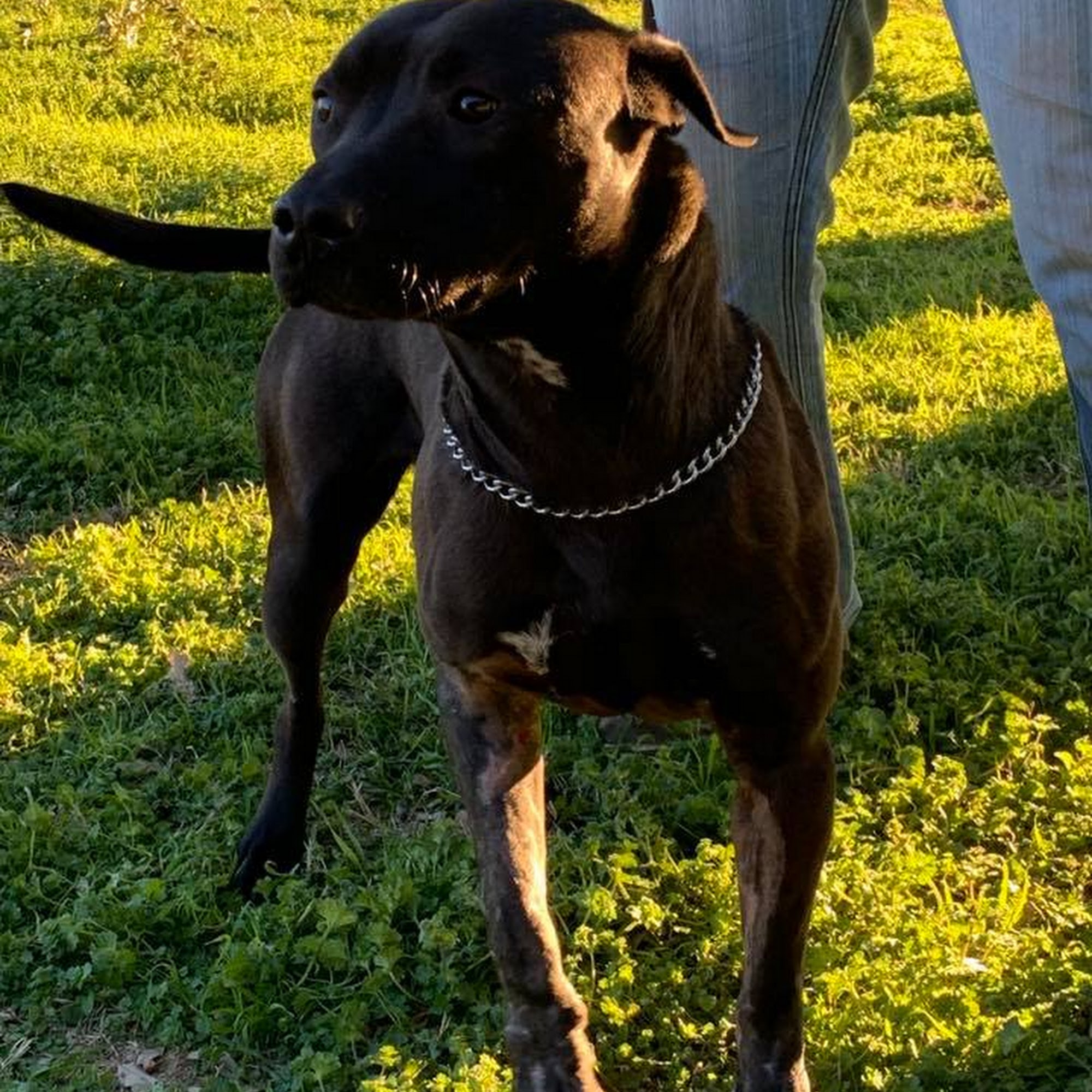 Animal Medical Clinic Breckenridge