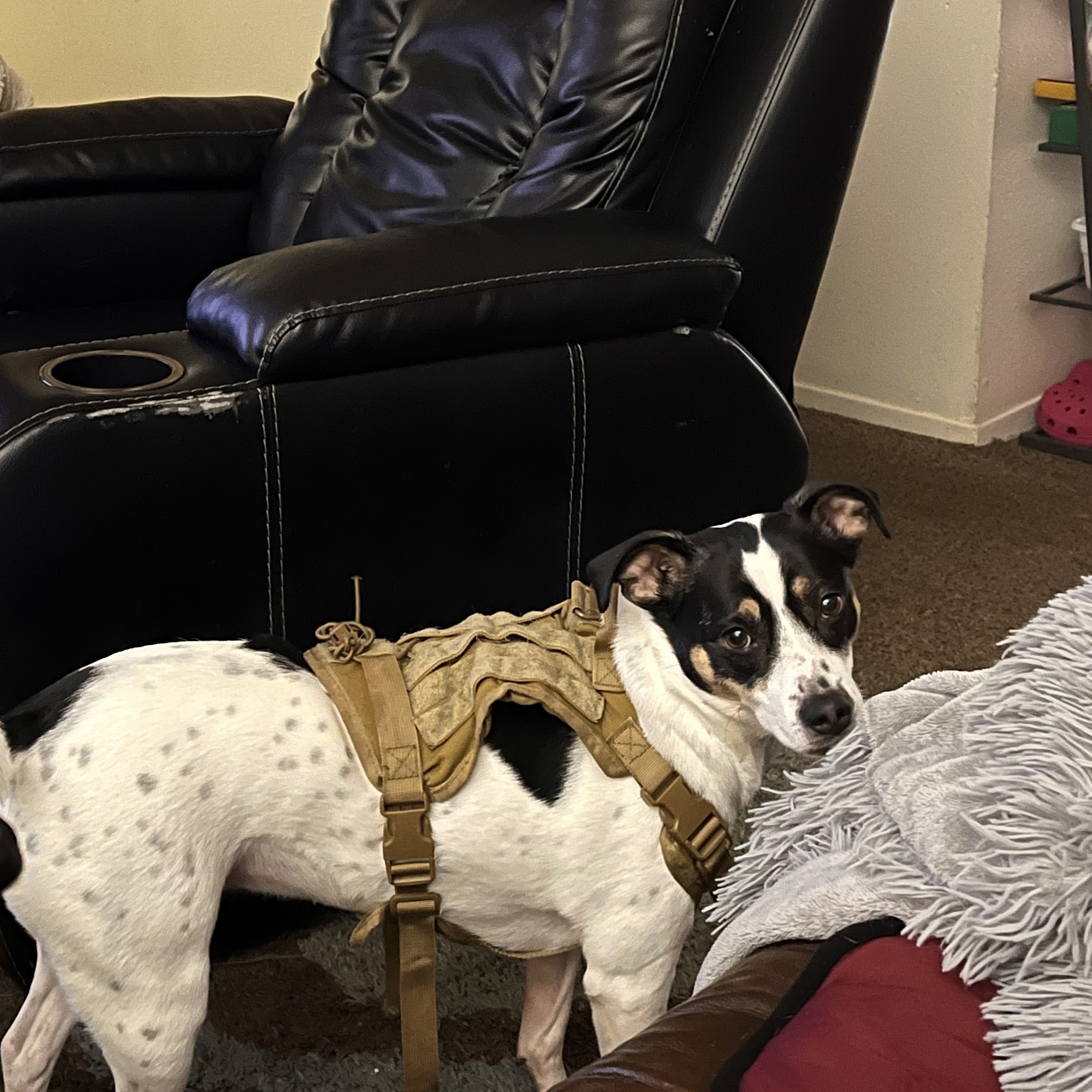 Paw's Hotel Breckenridge