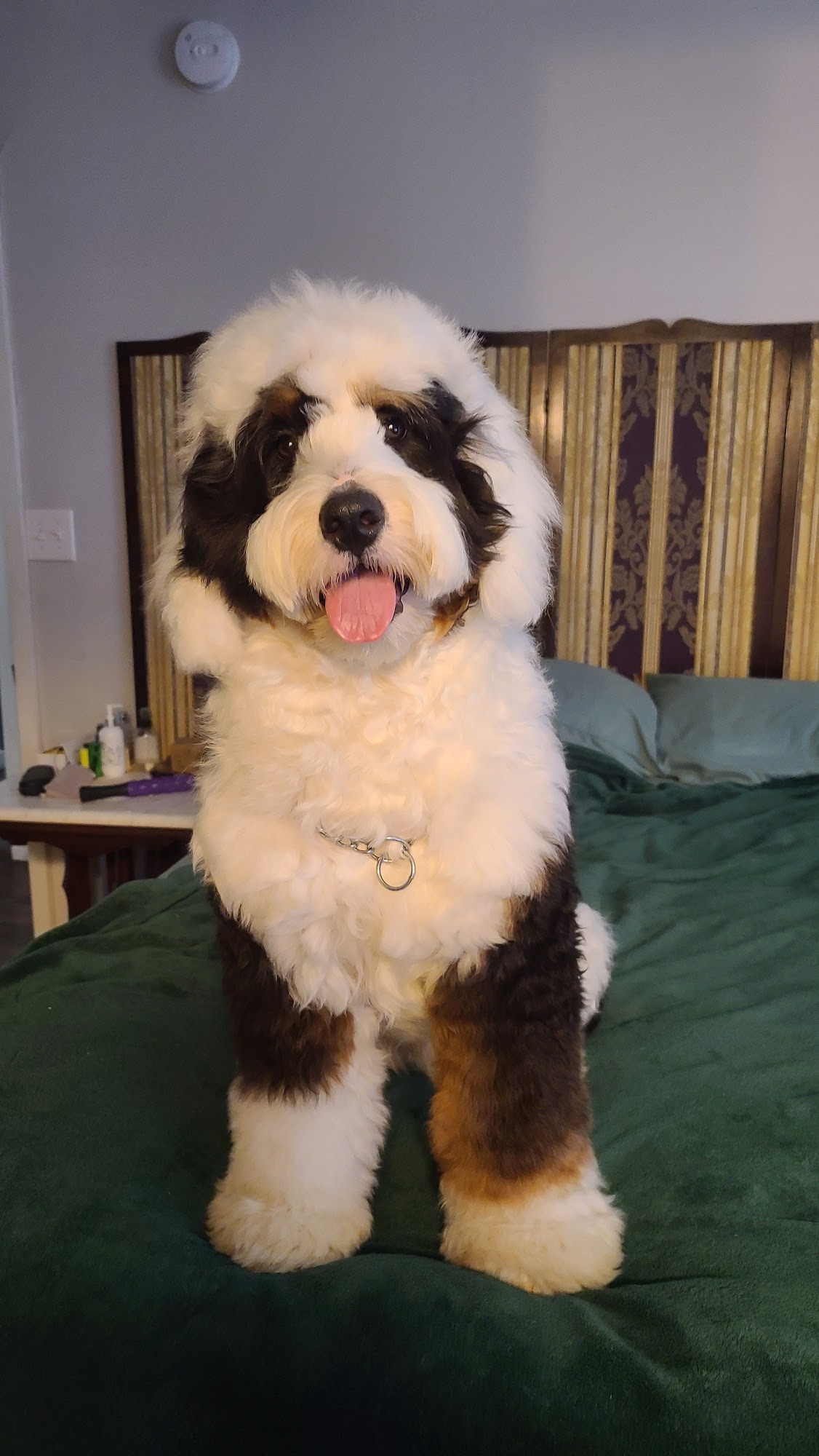 The Wash Wag Brenham