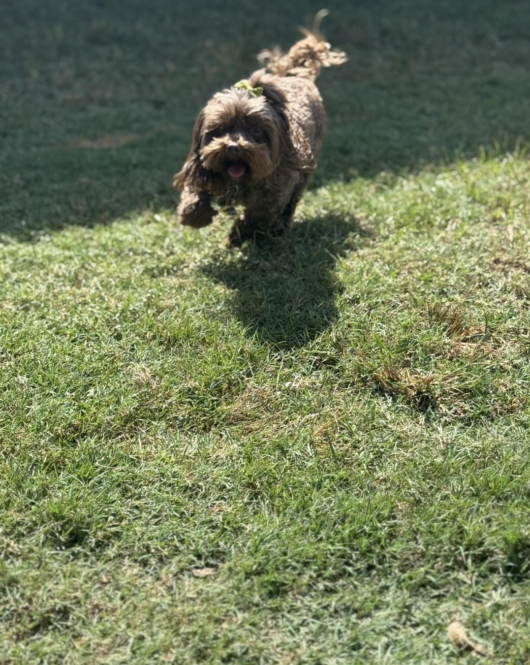 K's Mutt Hut Brenham