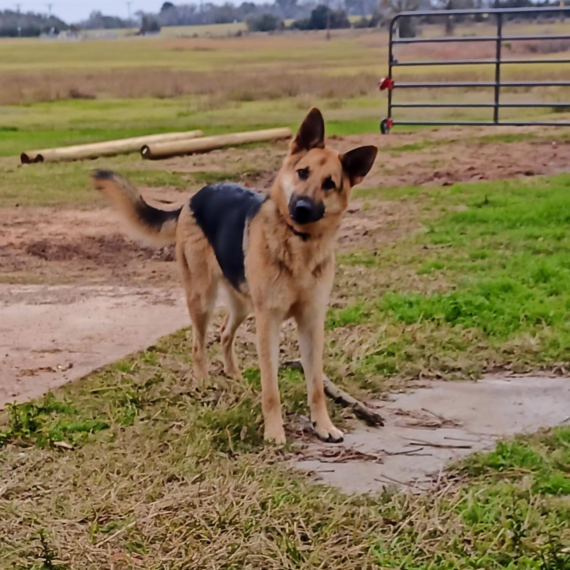 Animal Friends of Washington County veterinary clinic AND dog park Brenham