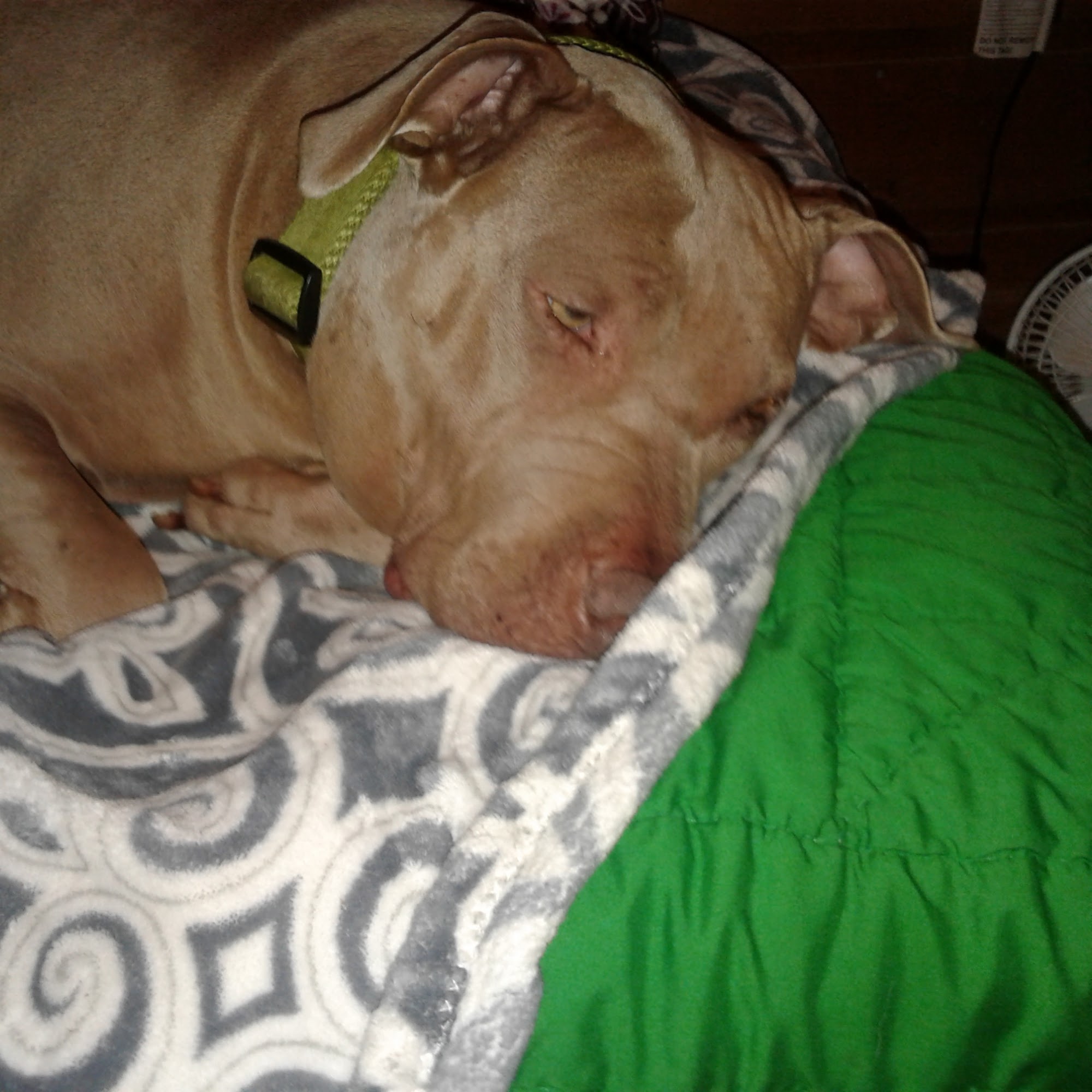 Bill McGee, DVM Bridgeport