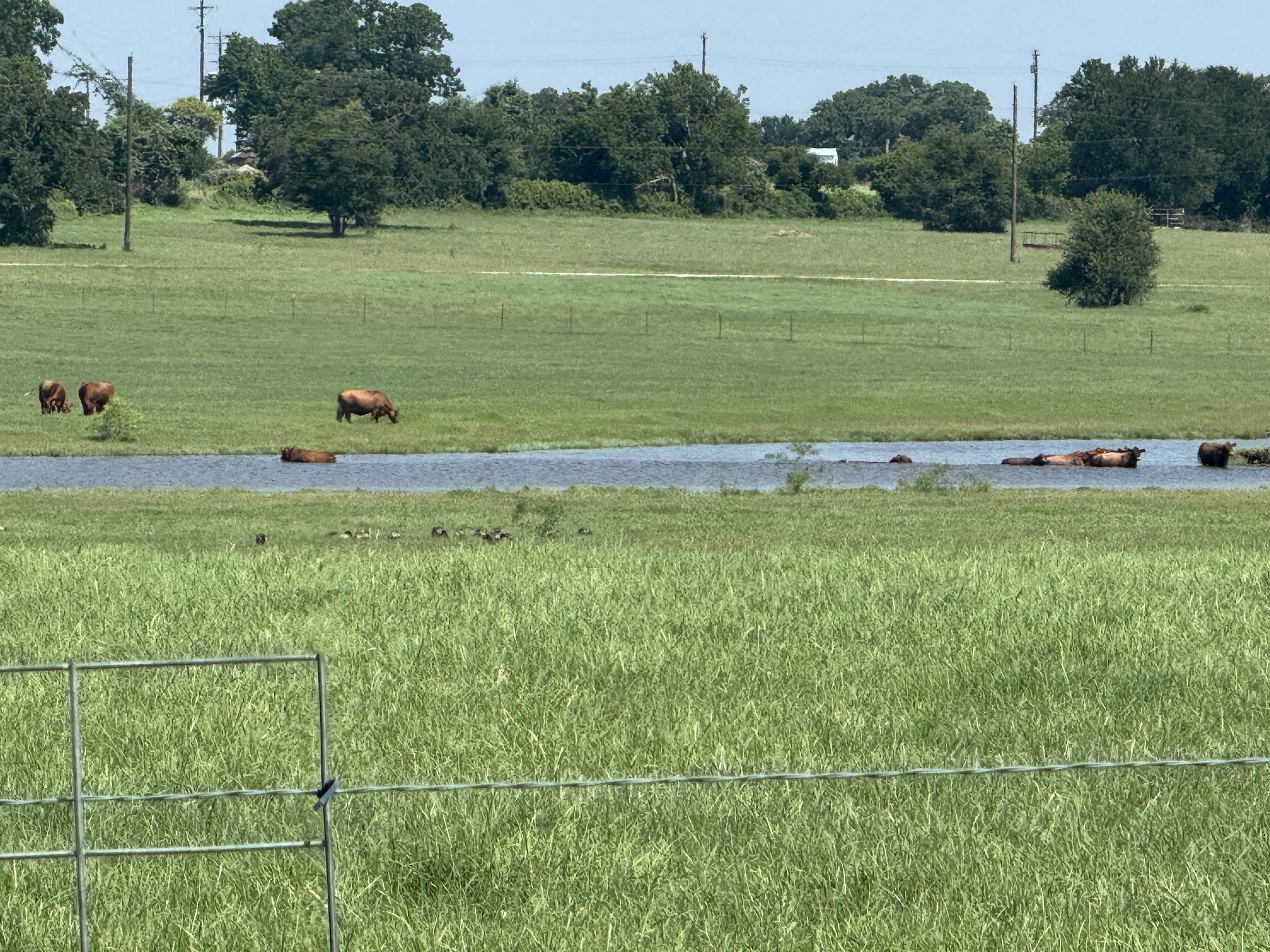 Brock Country Day Brock