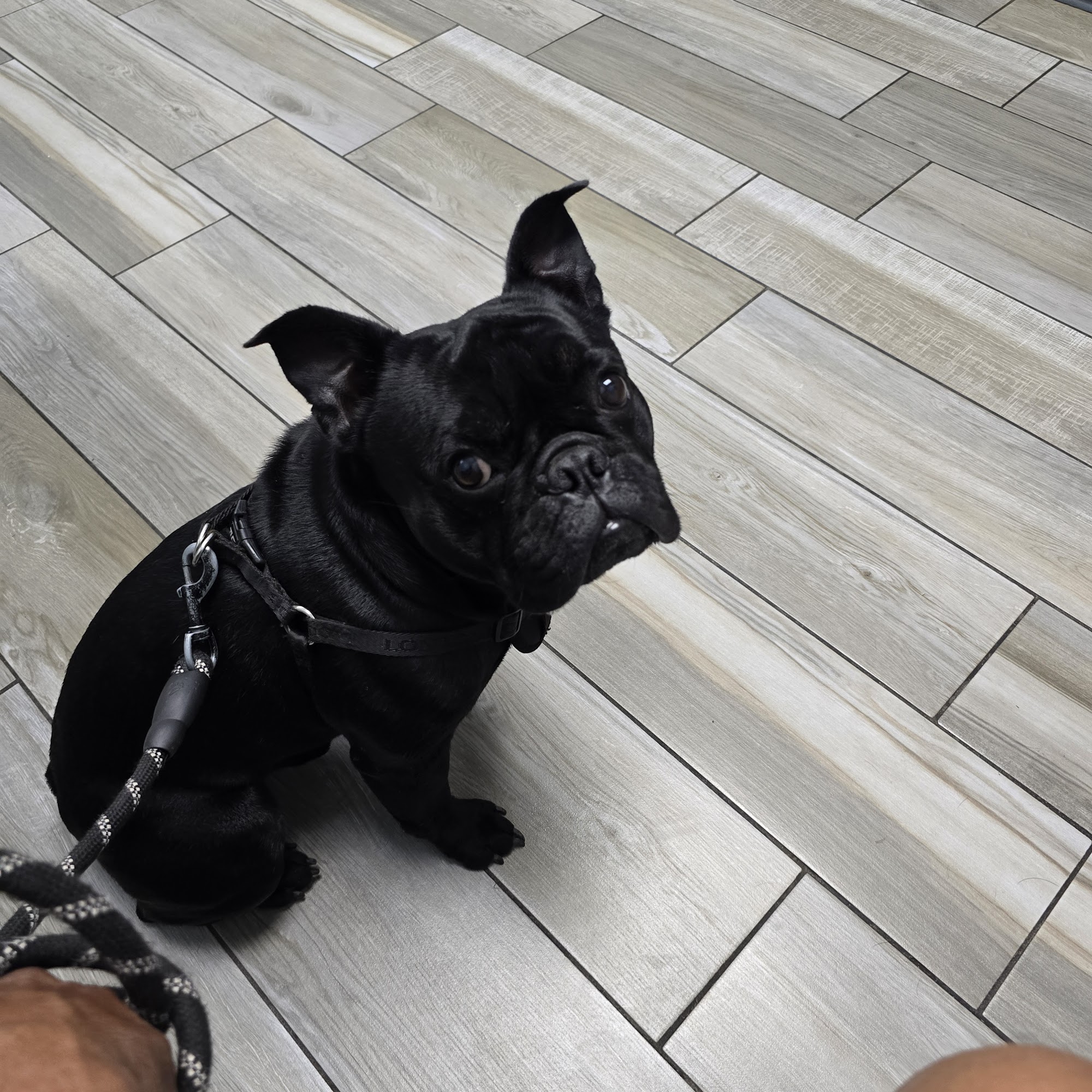 Boca Chica Animal Hospital Brownsville