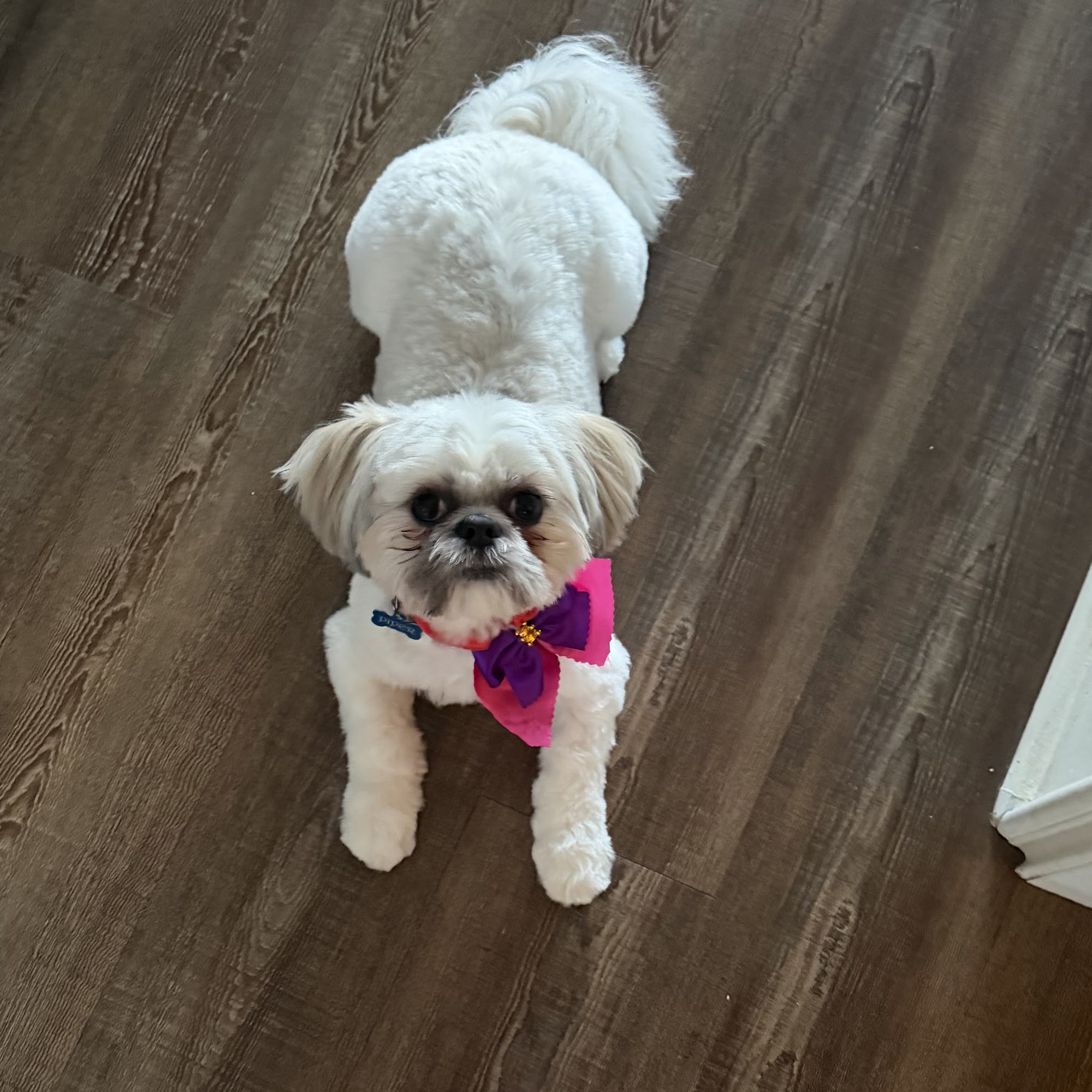 Vid Dog Grooming Brownsville