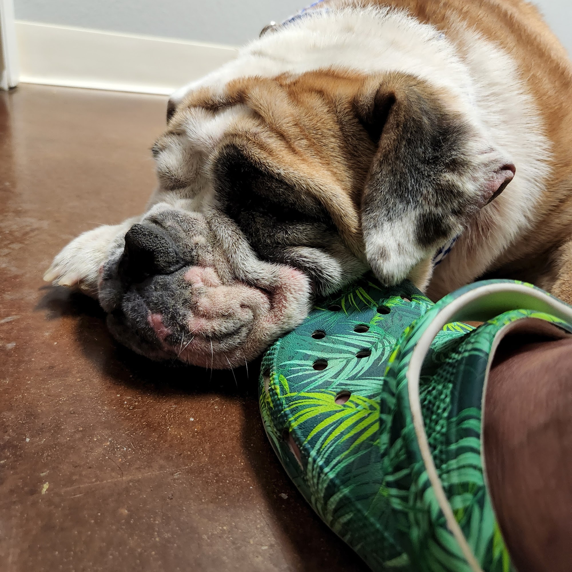 Kurten Veterinary Services Bryan