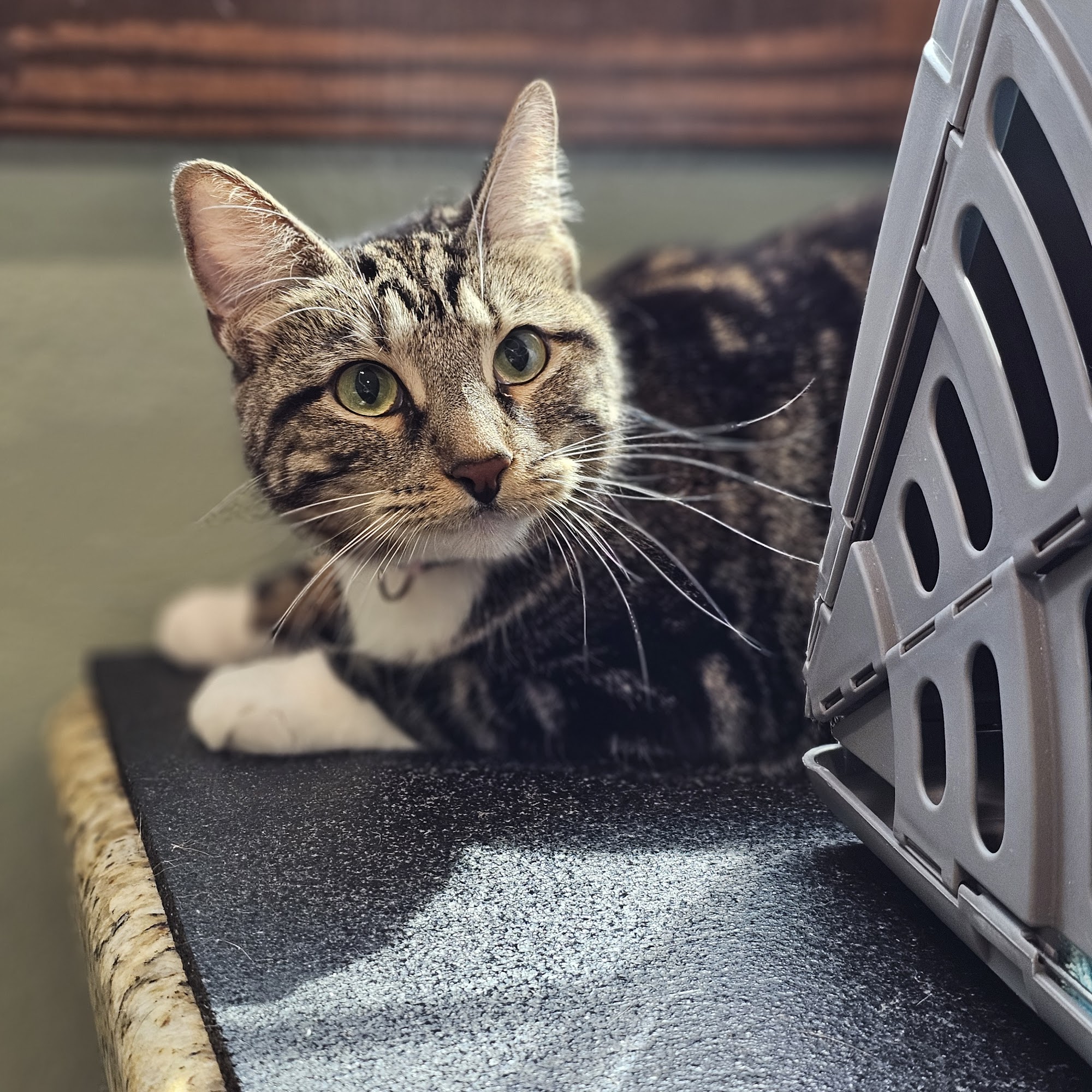 Boonville Animal Hospital Bryan