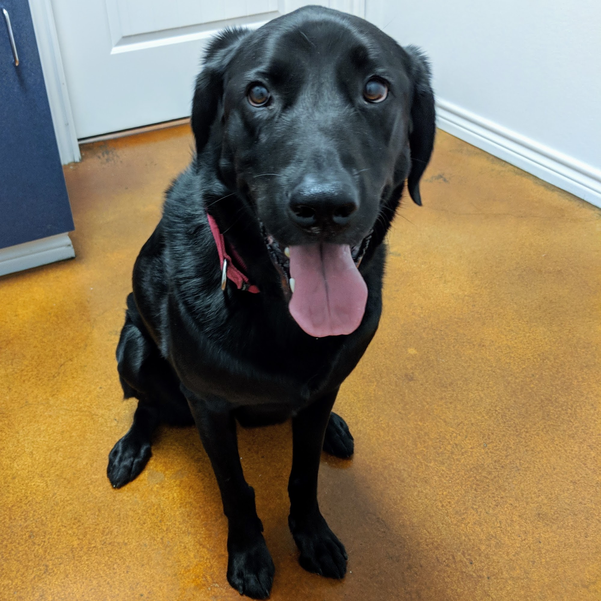 Tabor Road Veterinary Hospital Bryan