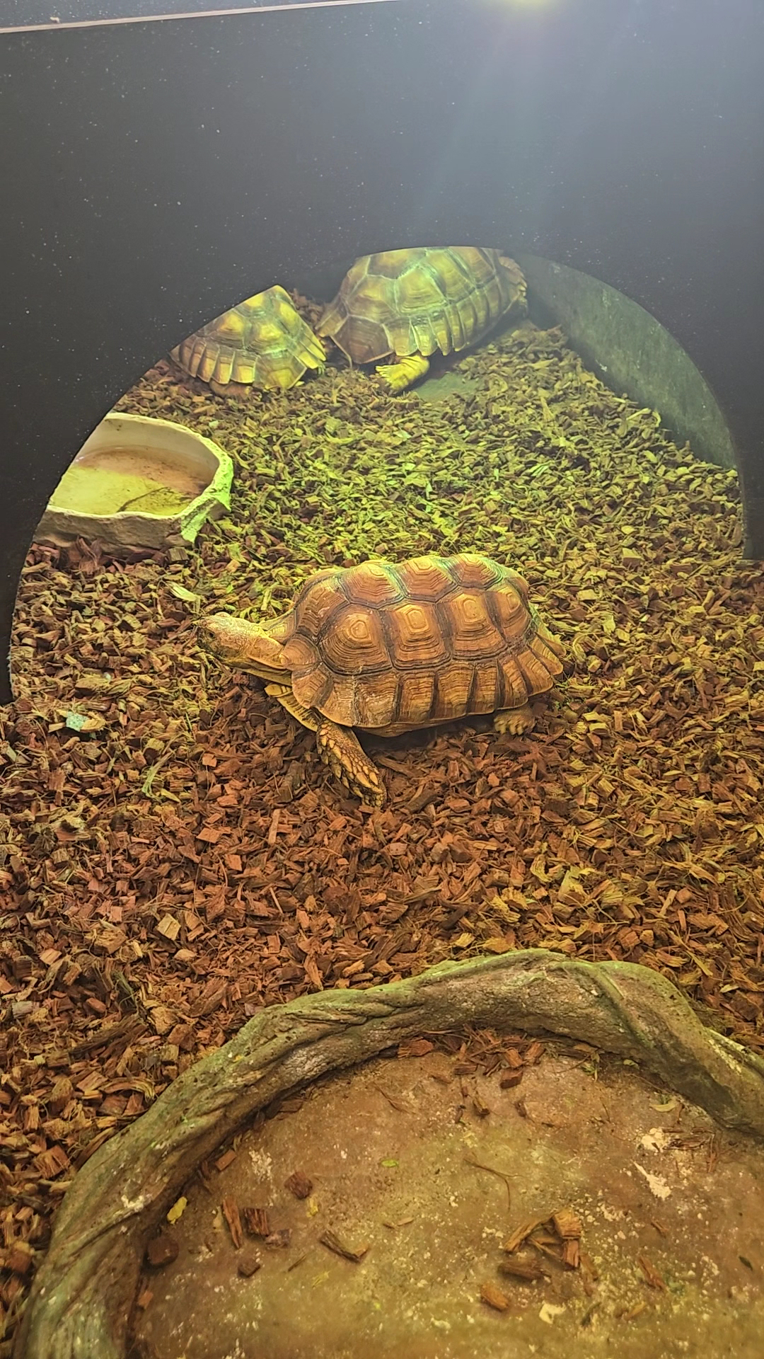 HERPS Exotic Reptile and Pet Shop Bryan