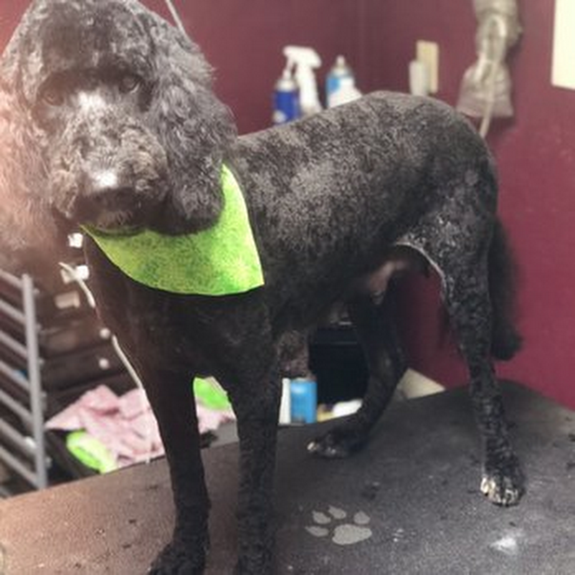 Shampooch Grooming & Boarding LLC Bryan