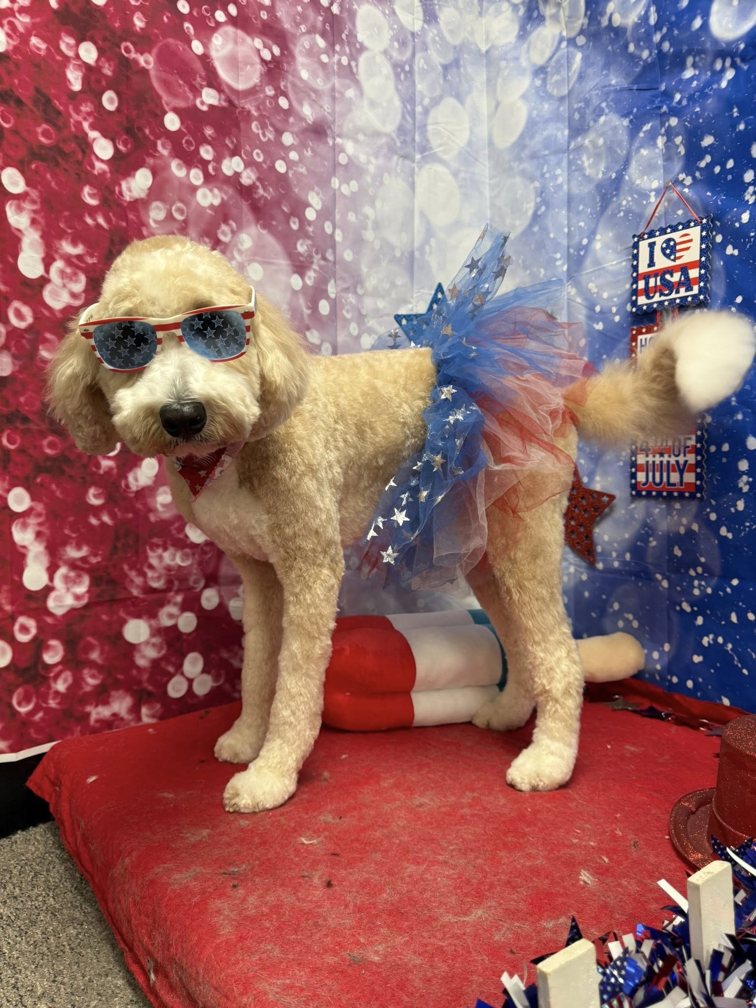 Dizzy Dazee Dog grooming Bryan