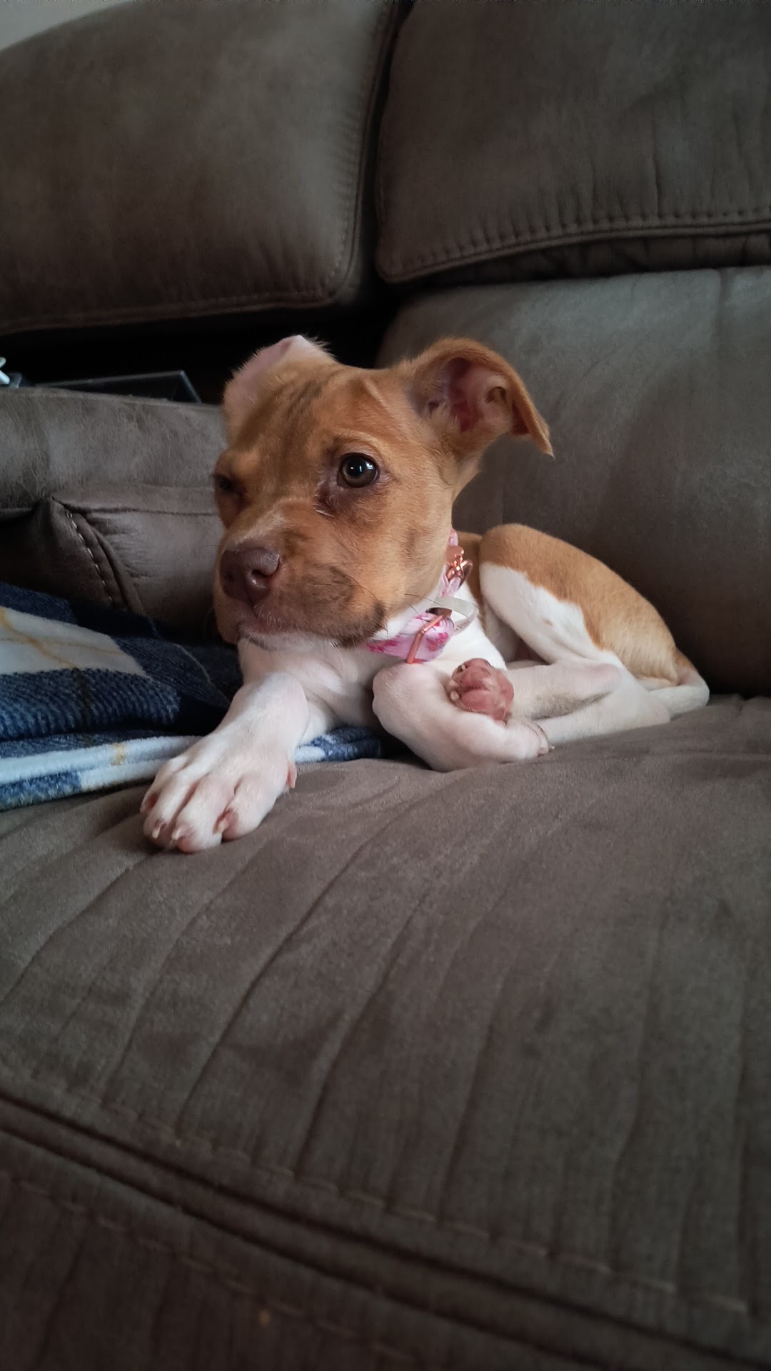 Hill Country Humane Society Buchanan Dam