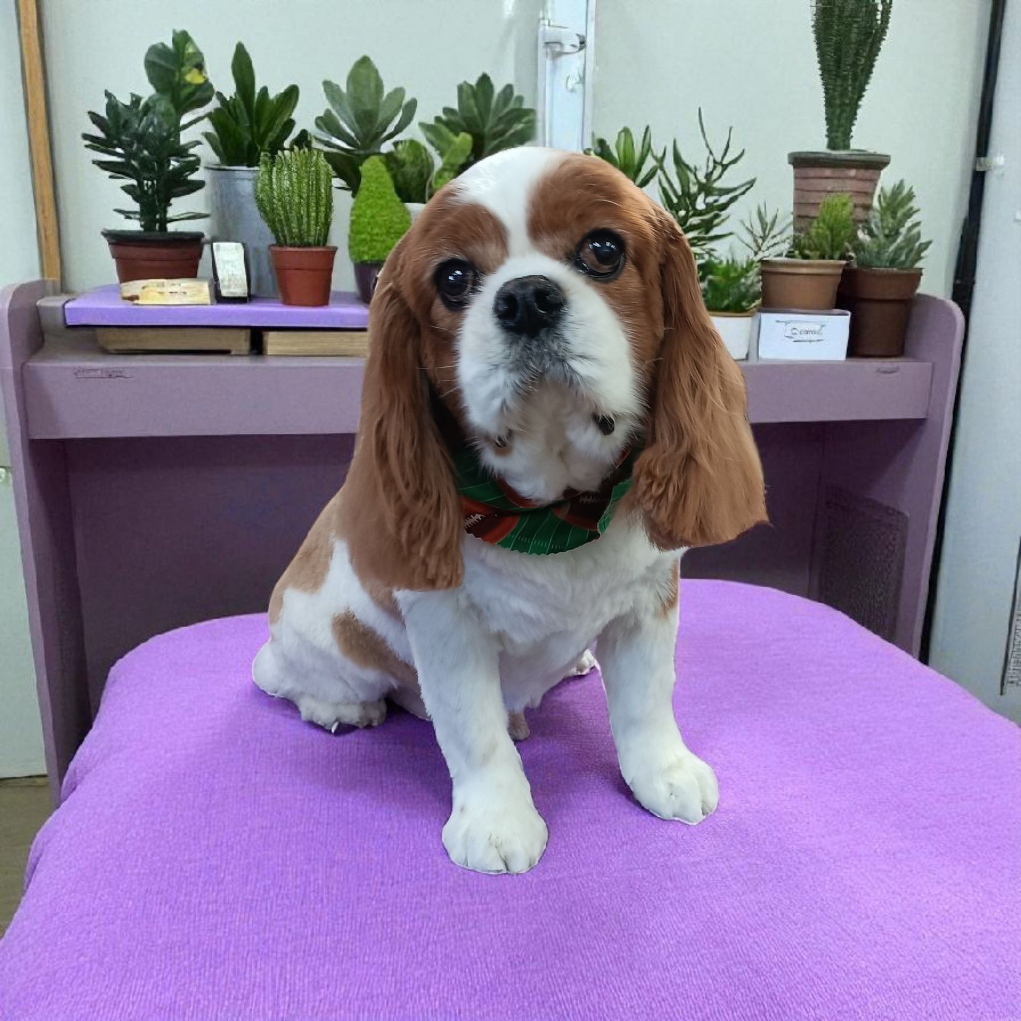 Onion Creek Kennels Buda