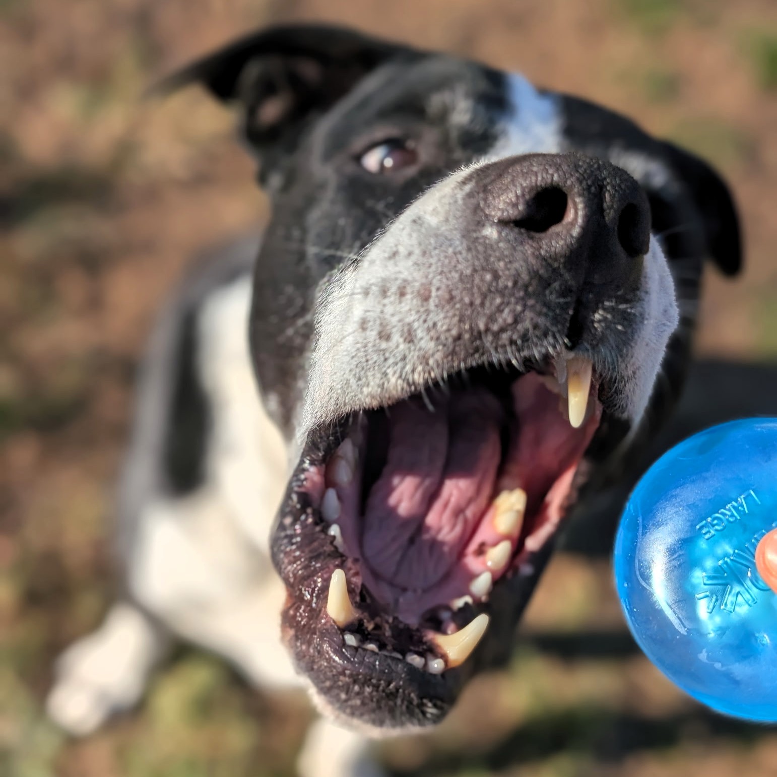 Onion Creek Kennels Buda