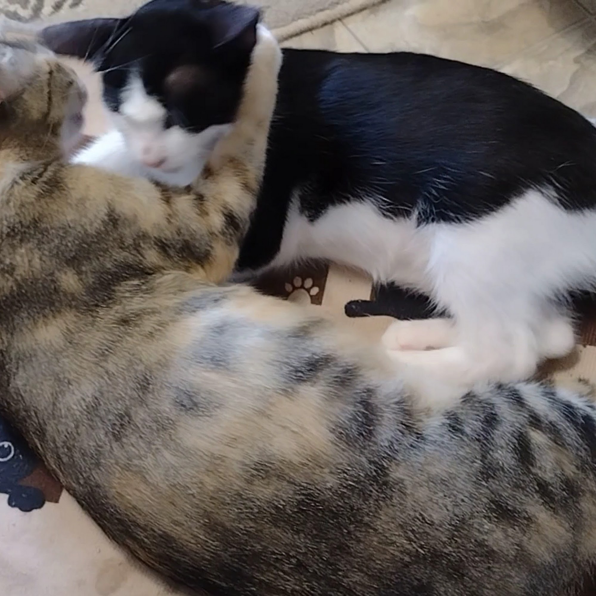 Bulverde Humane Society Bulverde