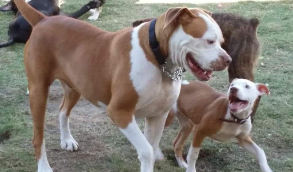 K9 Play and Train, LLC Bulverde