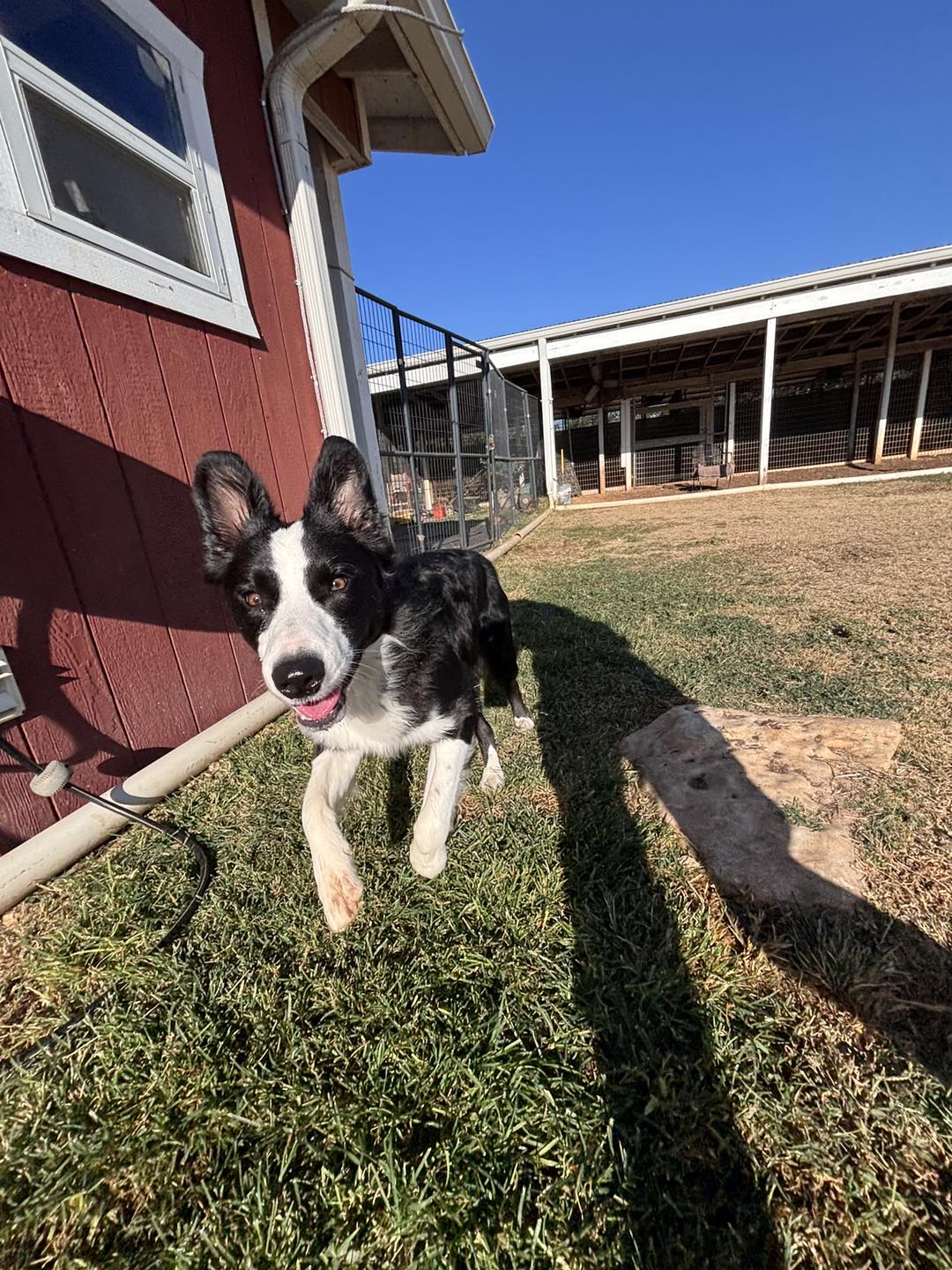 Red Barn Pet Ranch Bulverde