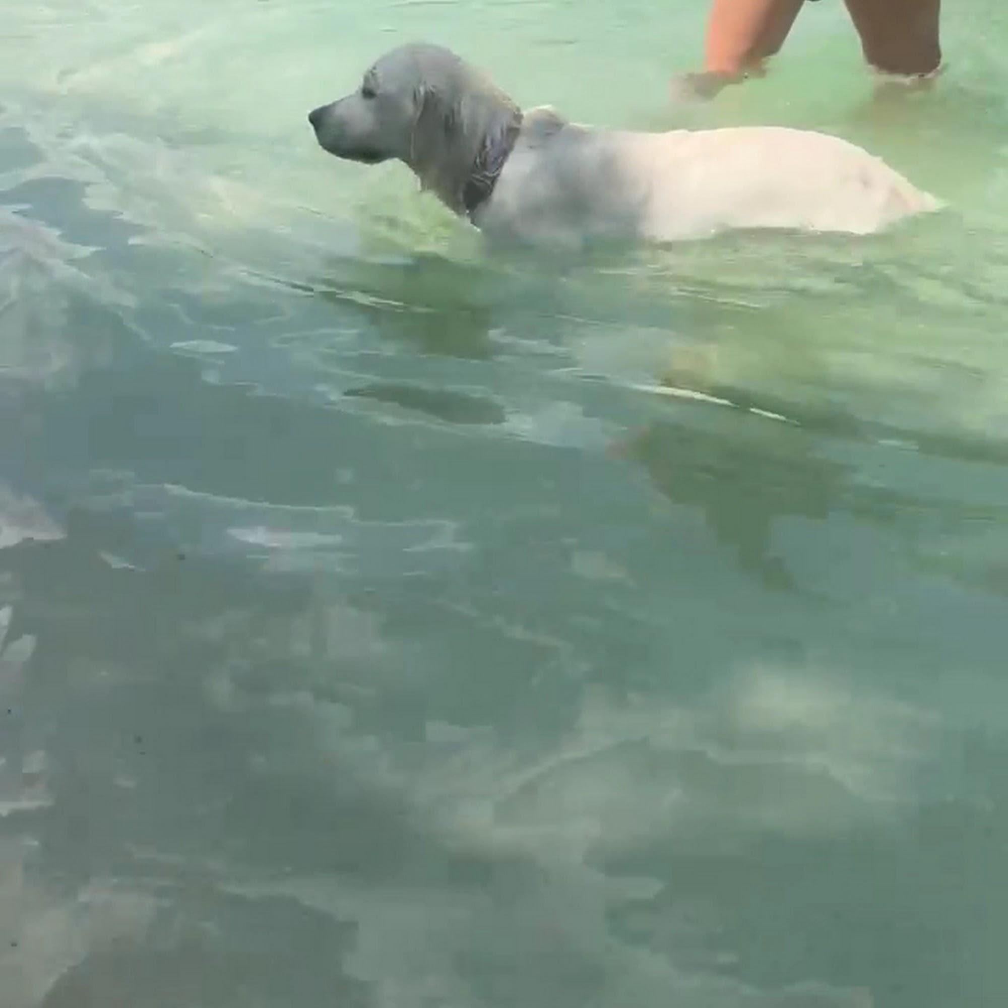 K9 Country Club Bulverde