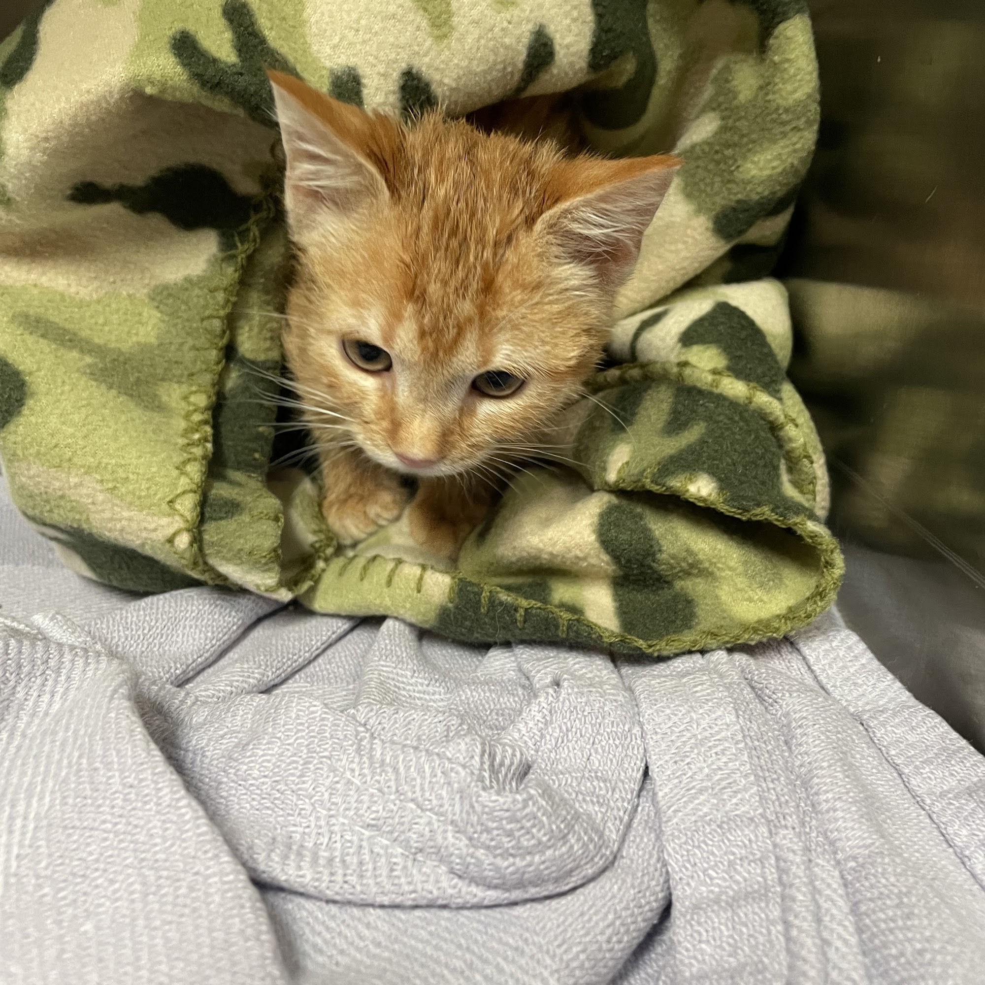 Animal Medical Clinic Burkburnett