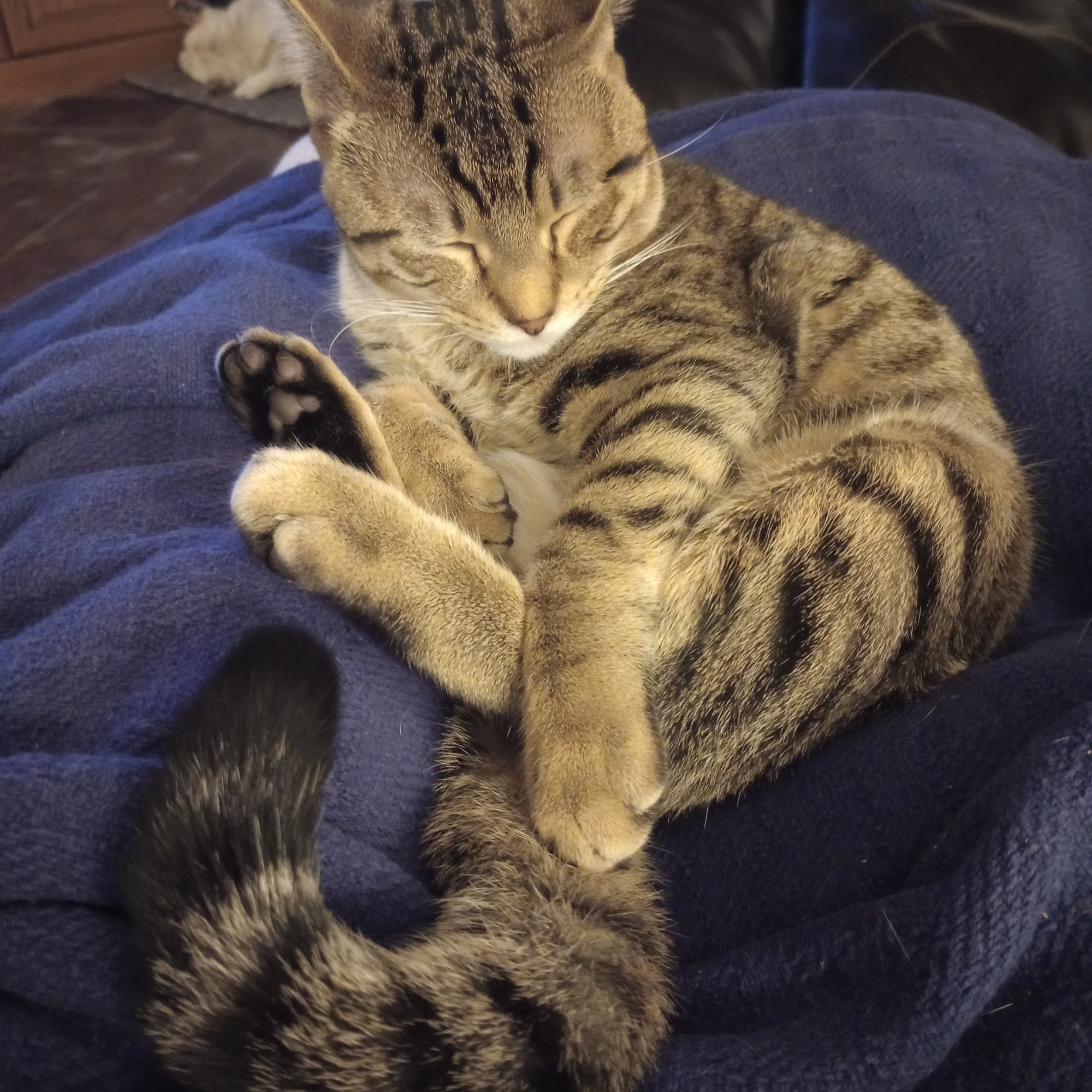 Burkburnett Animal Hospital Burkburnett