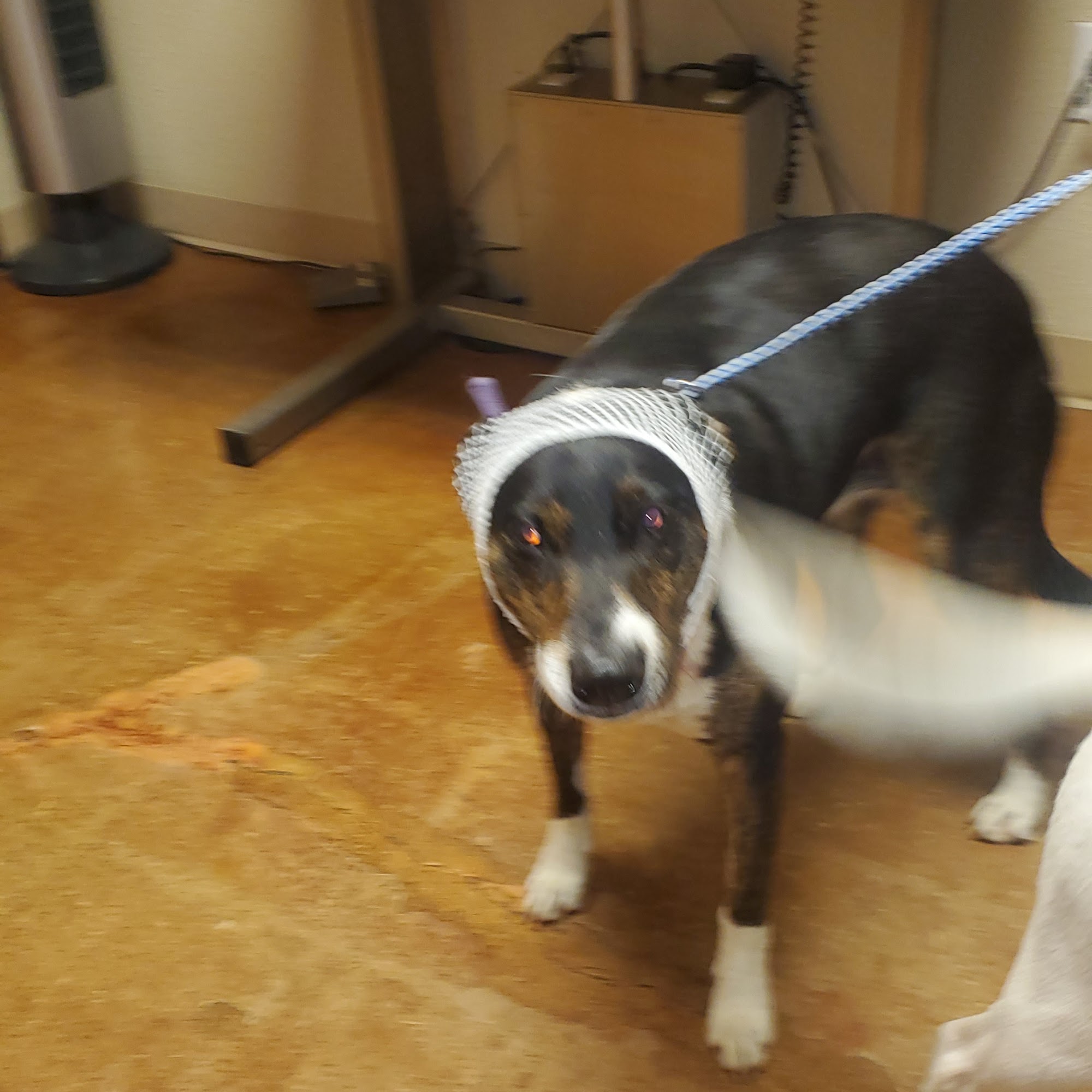 Rendon Rd Animal Clinic PC Burleson