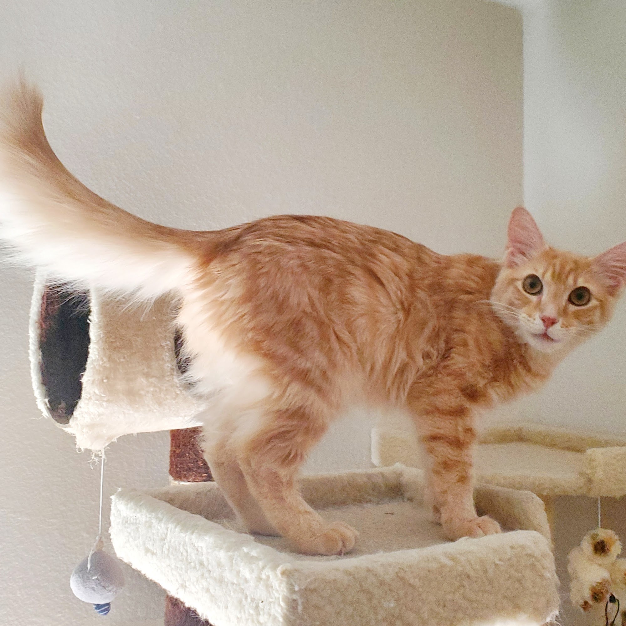 V.E.T. Care Hospital Burleson