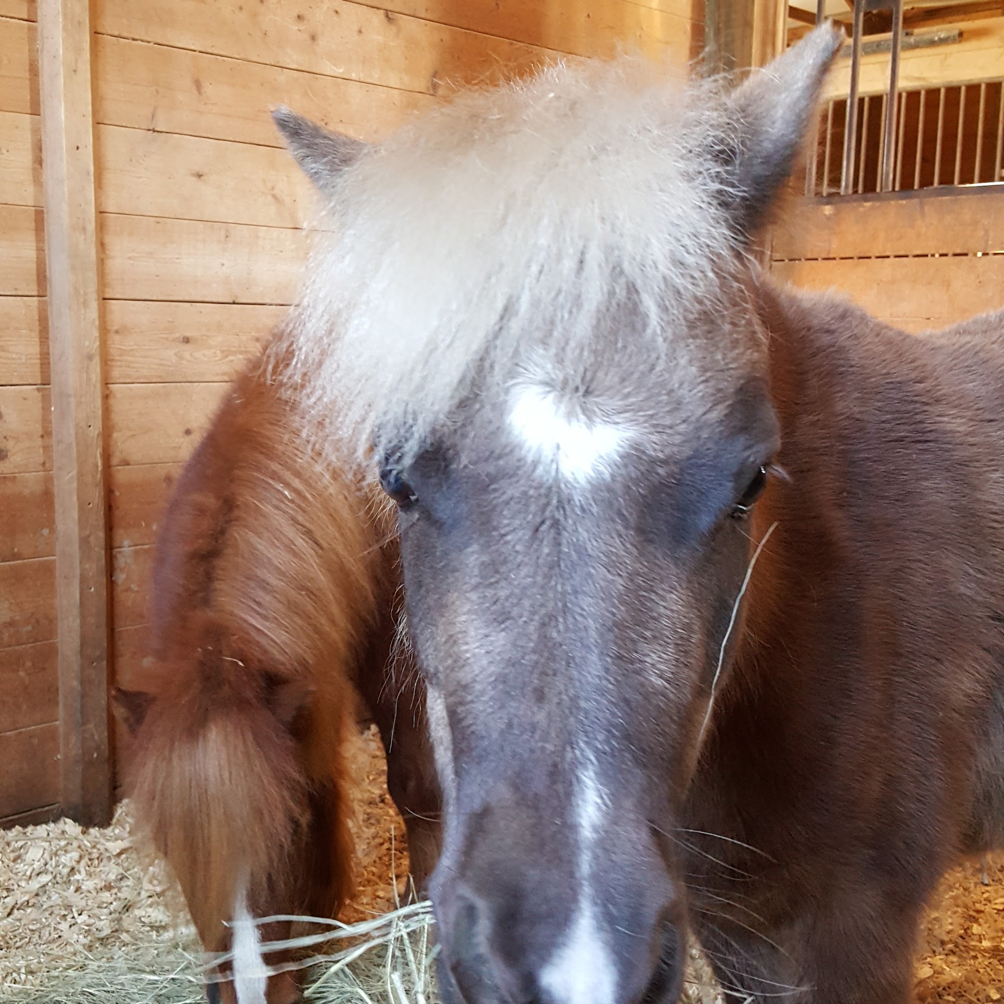 Burleson Equine Hospital Burleson