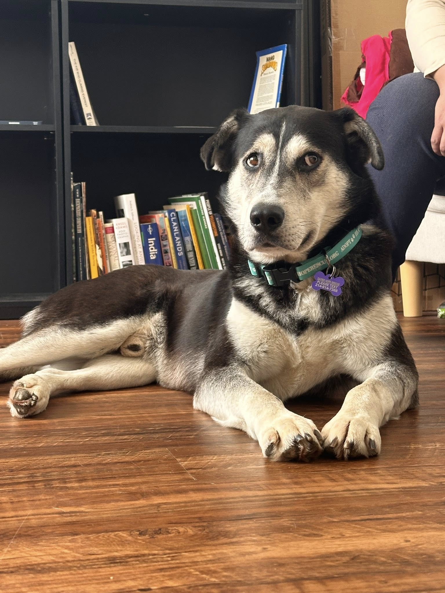 Top Dog Texas Burleson