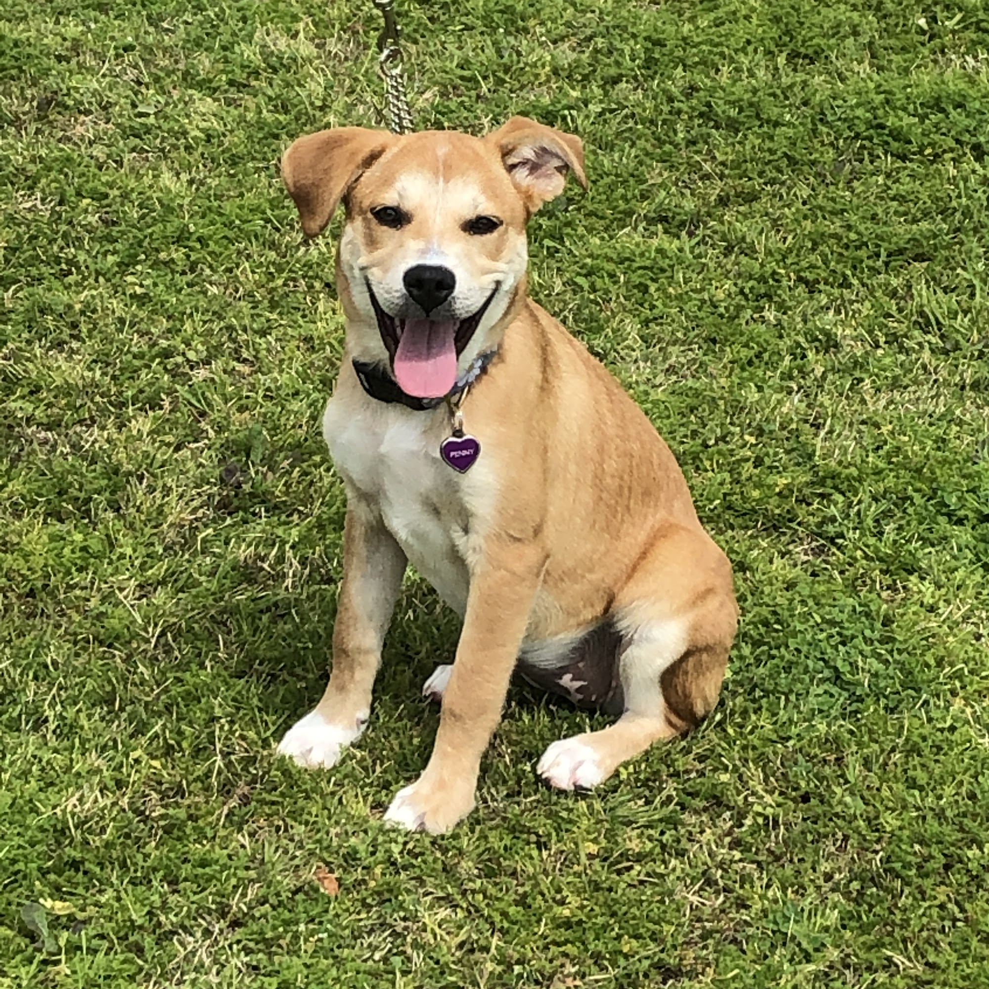 Gone To The Dogs Obedience School Burleson