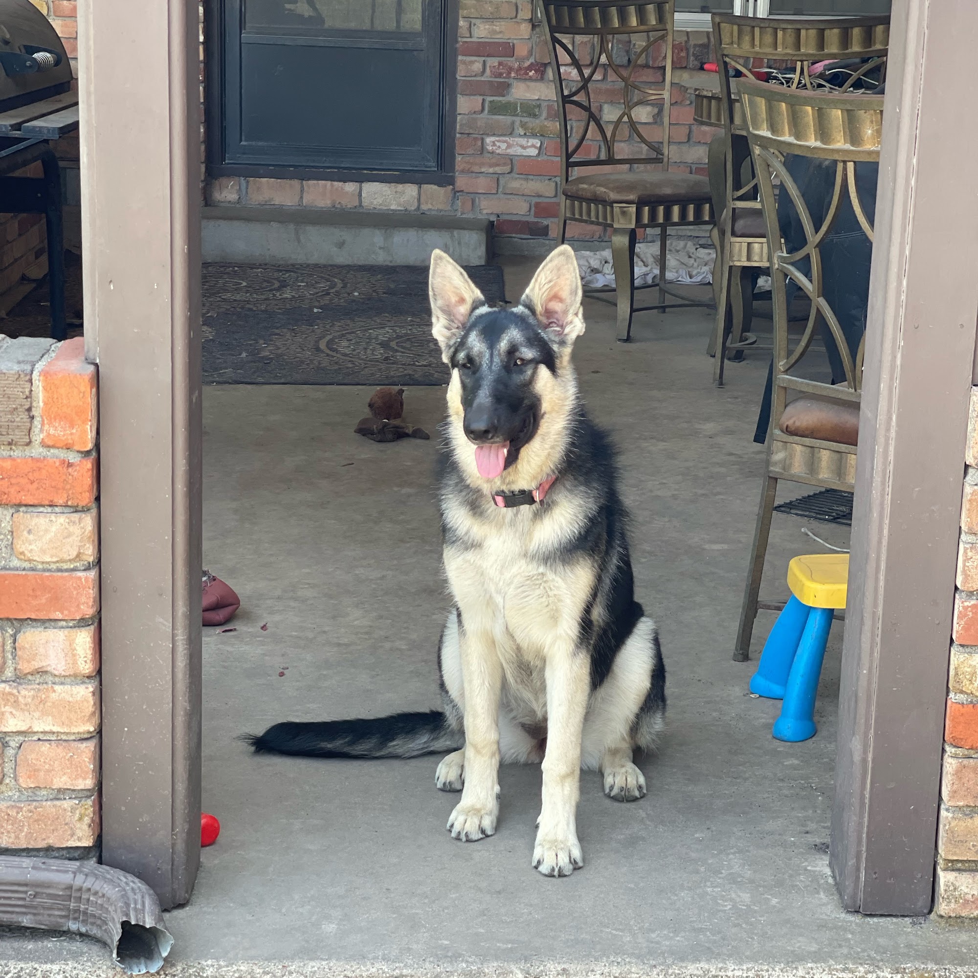 ABLE K-9 ACADEMY Burleson