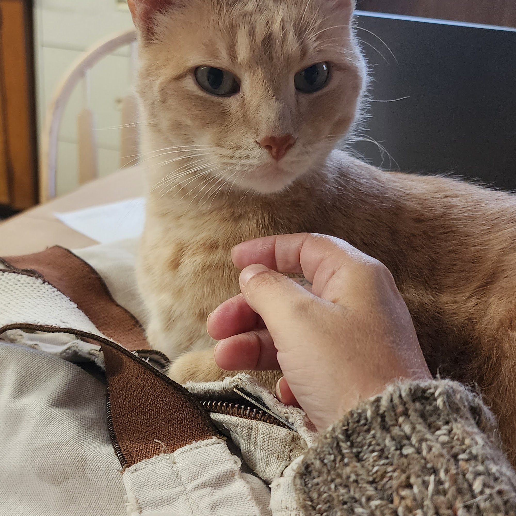 Canadian Veterinary Clinic Canadian