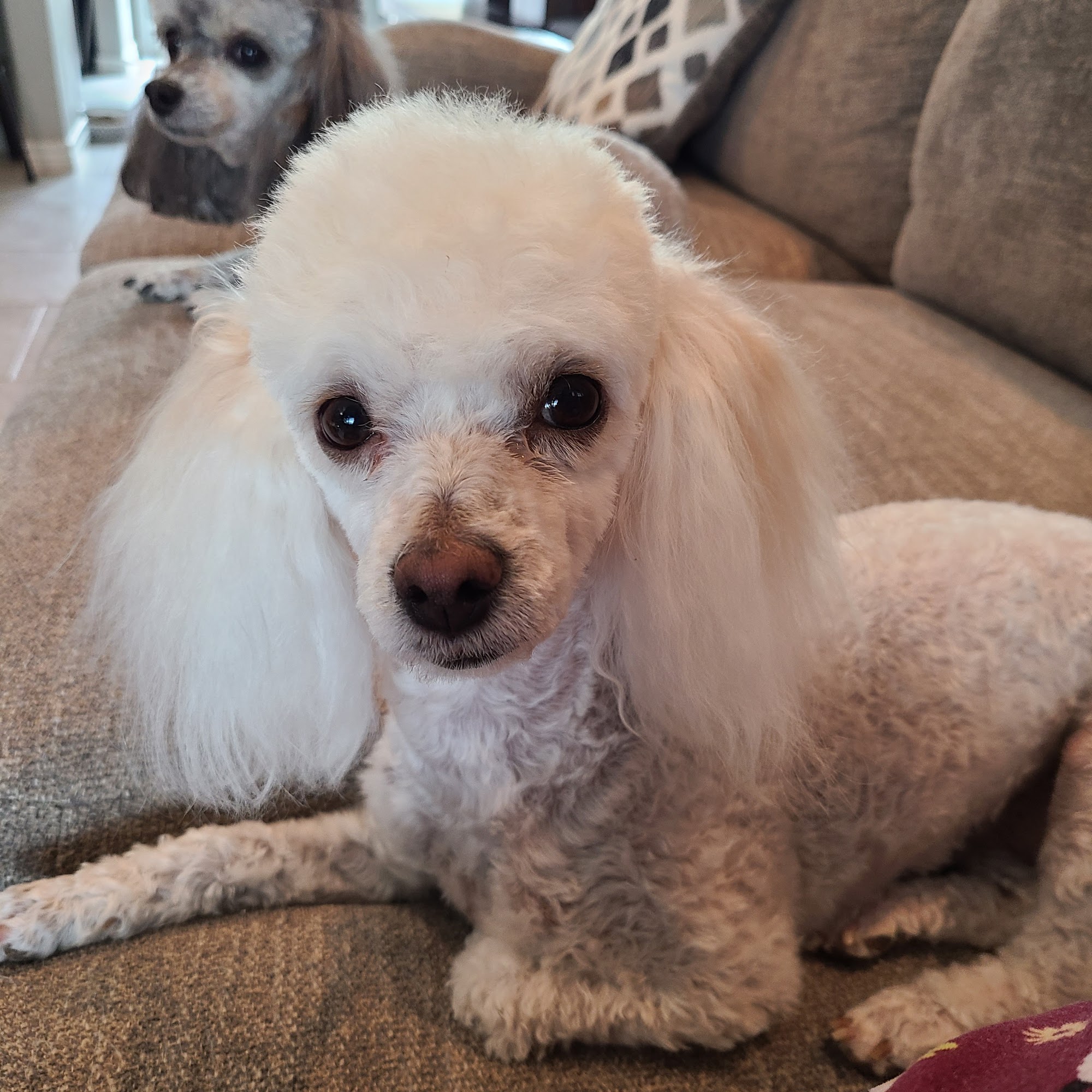 Scissor's N Suds Pet Grooming Canyon Lake