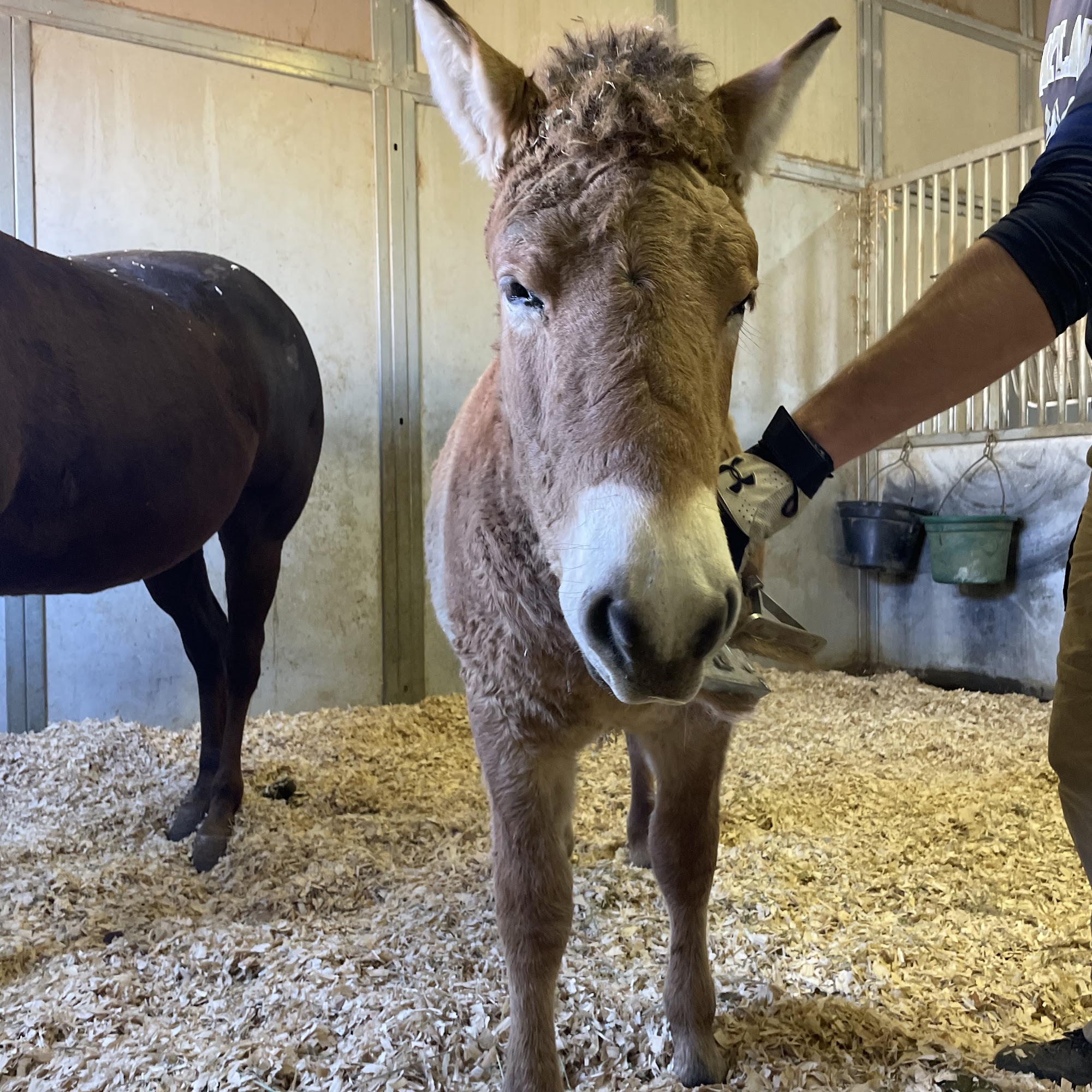 Timber Creek Veterinary Hospital (Equine) Canyon