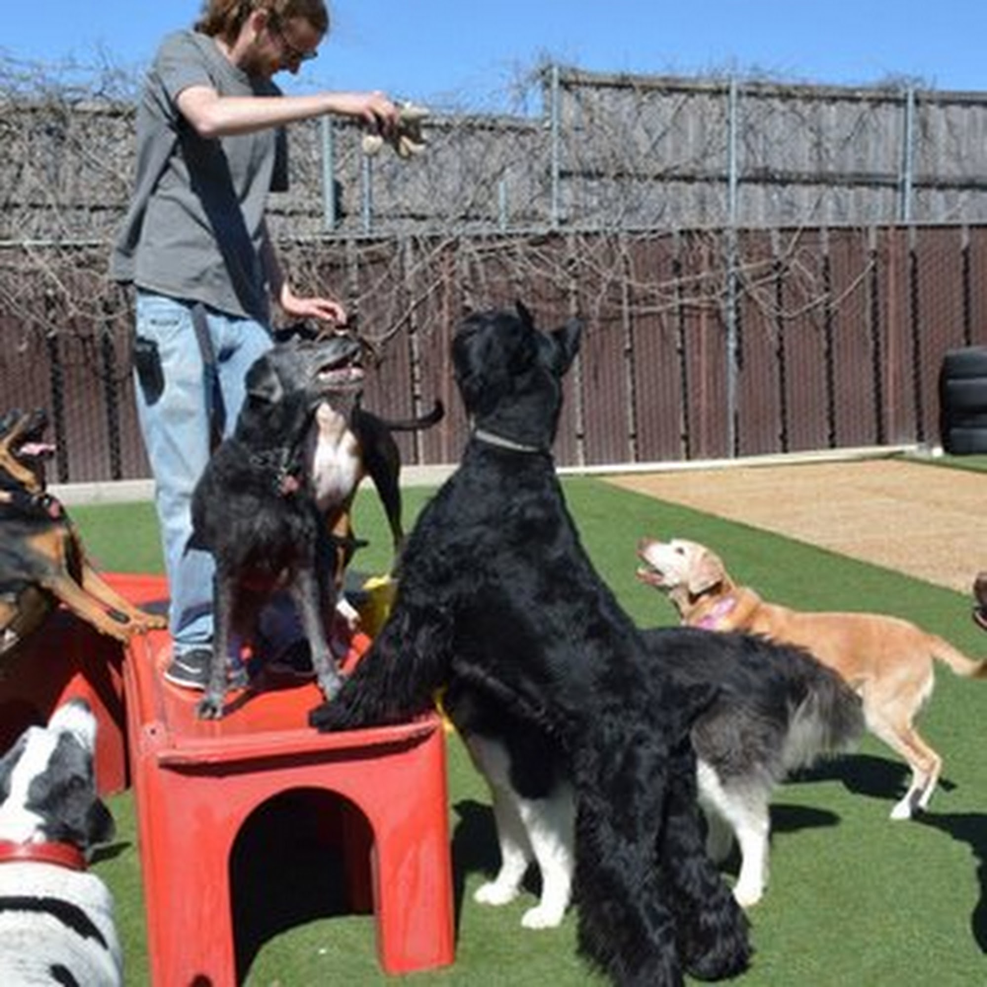 Dogs Rule Resort Carrollton