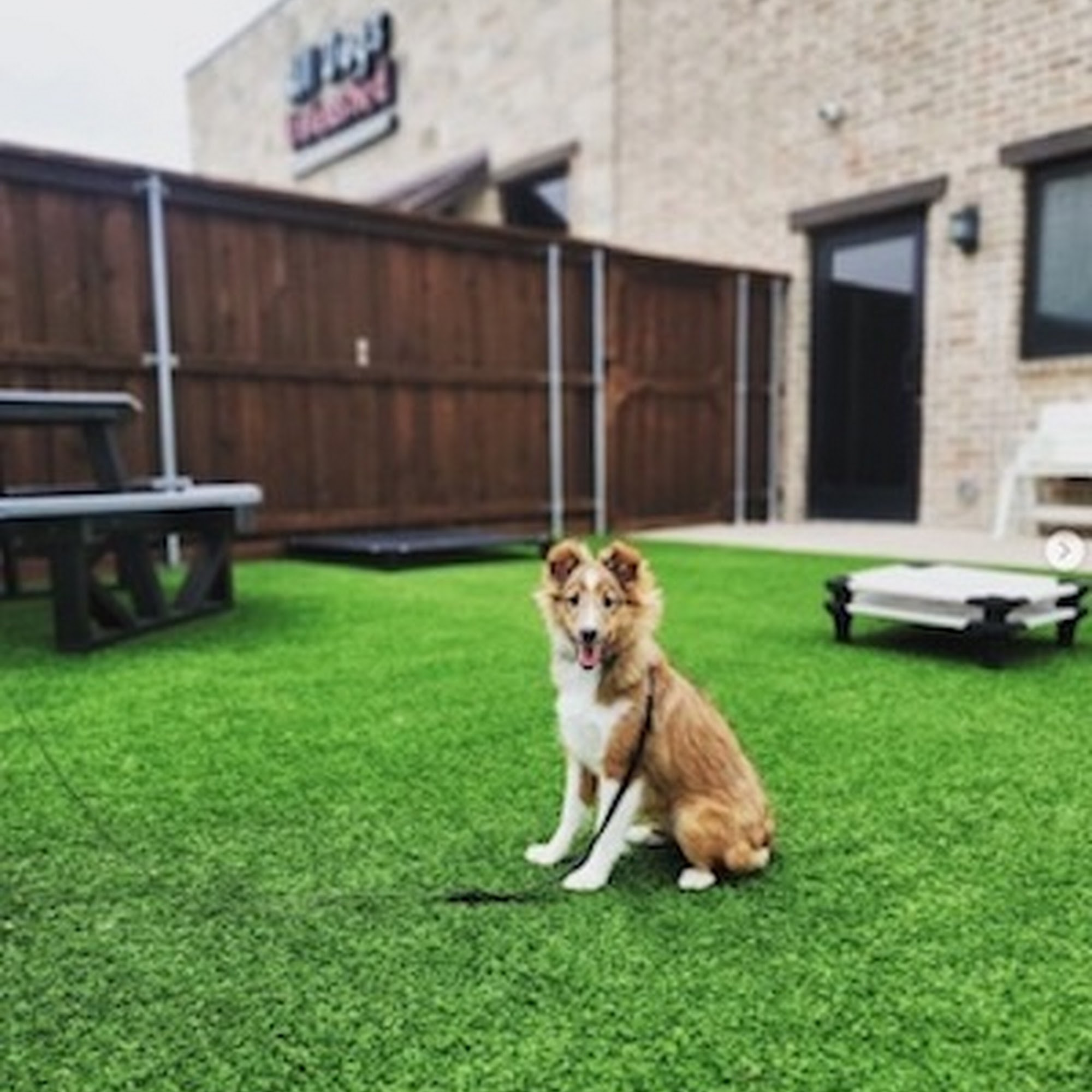 All Dogs Unleashed Dog Training Dallas Carrollton