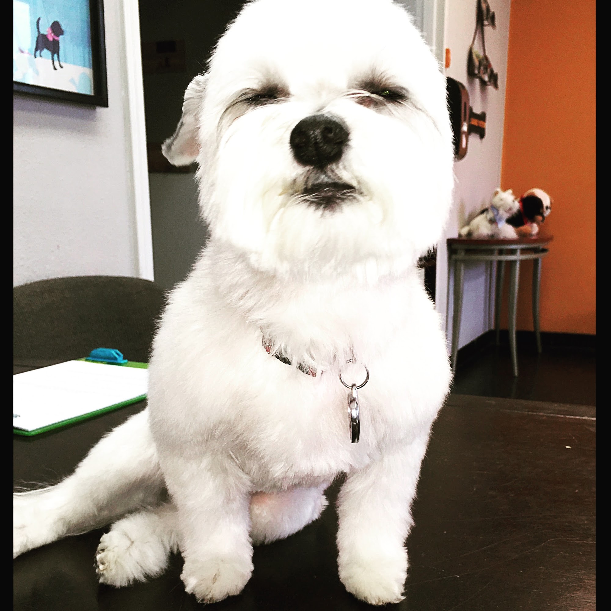 Dog Grooming by Michael Carrollton