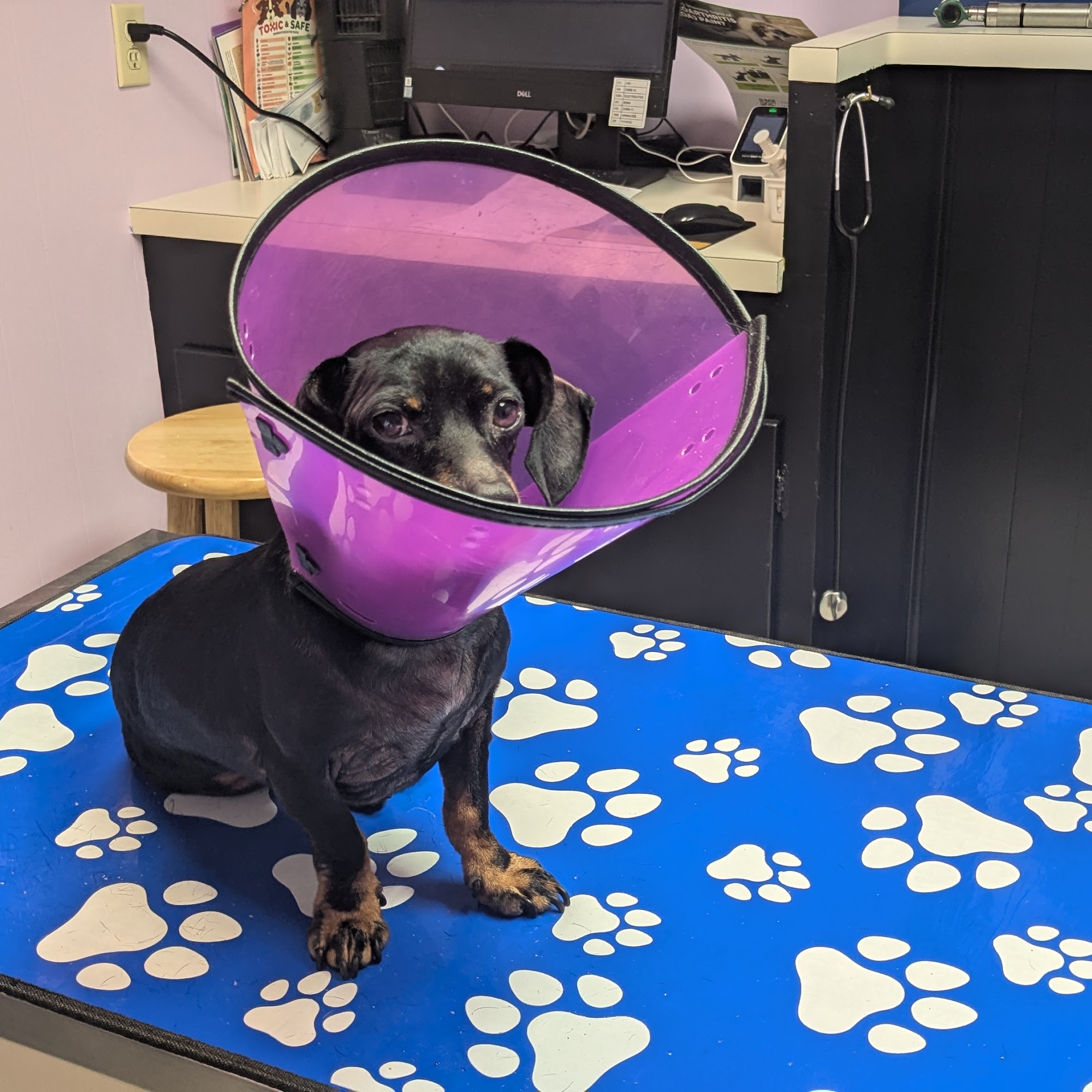 Animal Medical Center Of Panola County Carthage