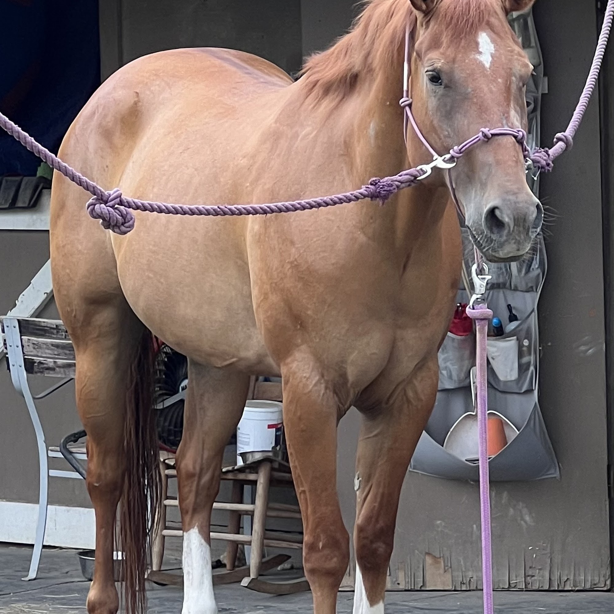 Alamo Area Veterinary Clinic Castroville