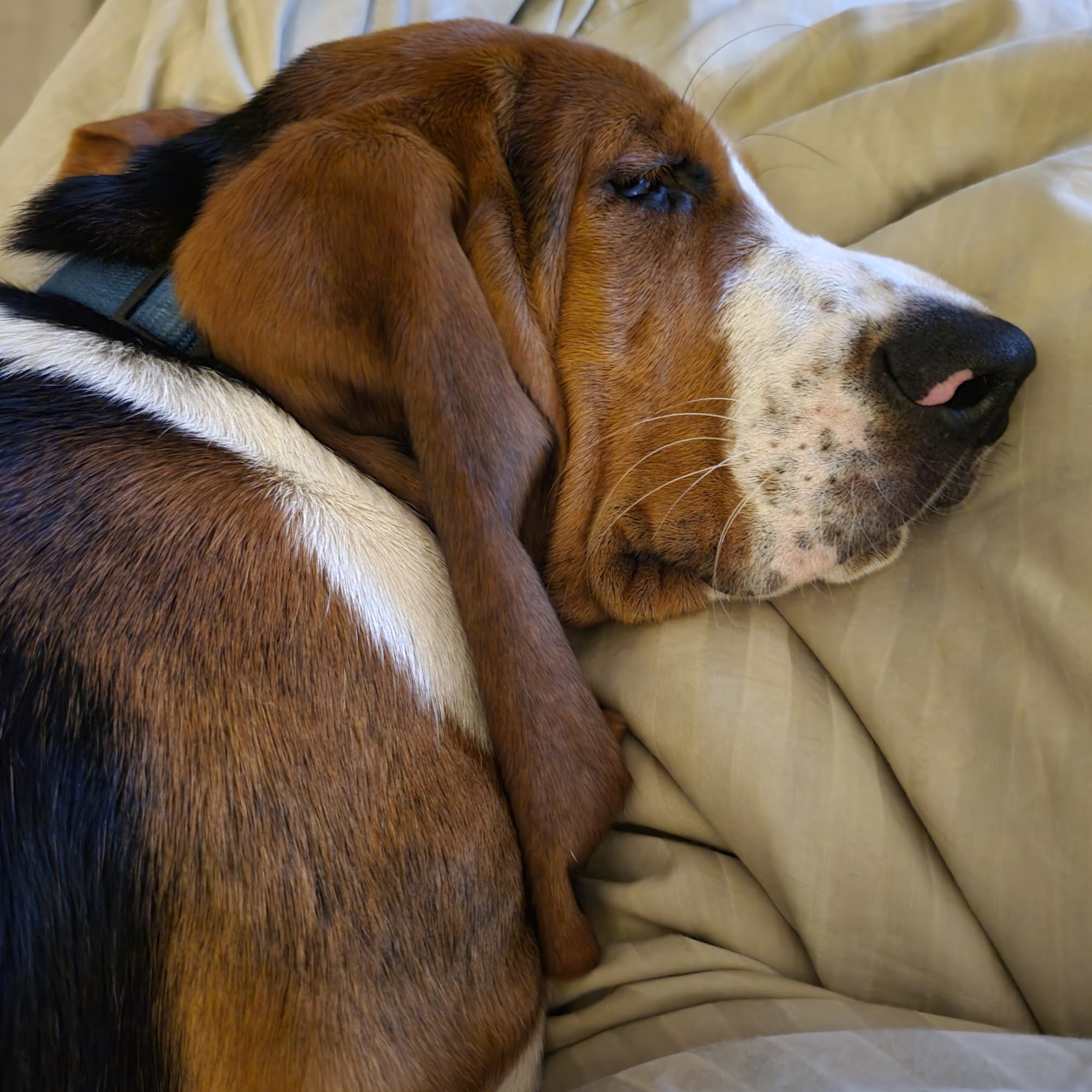 Highway 71 Veterinary Hospital Cedar Creek