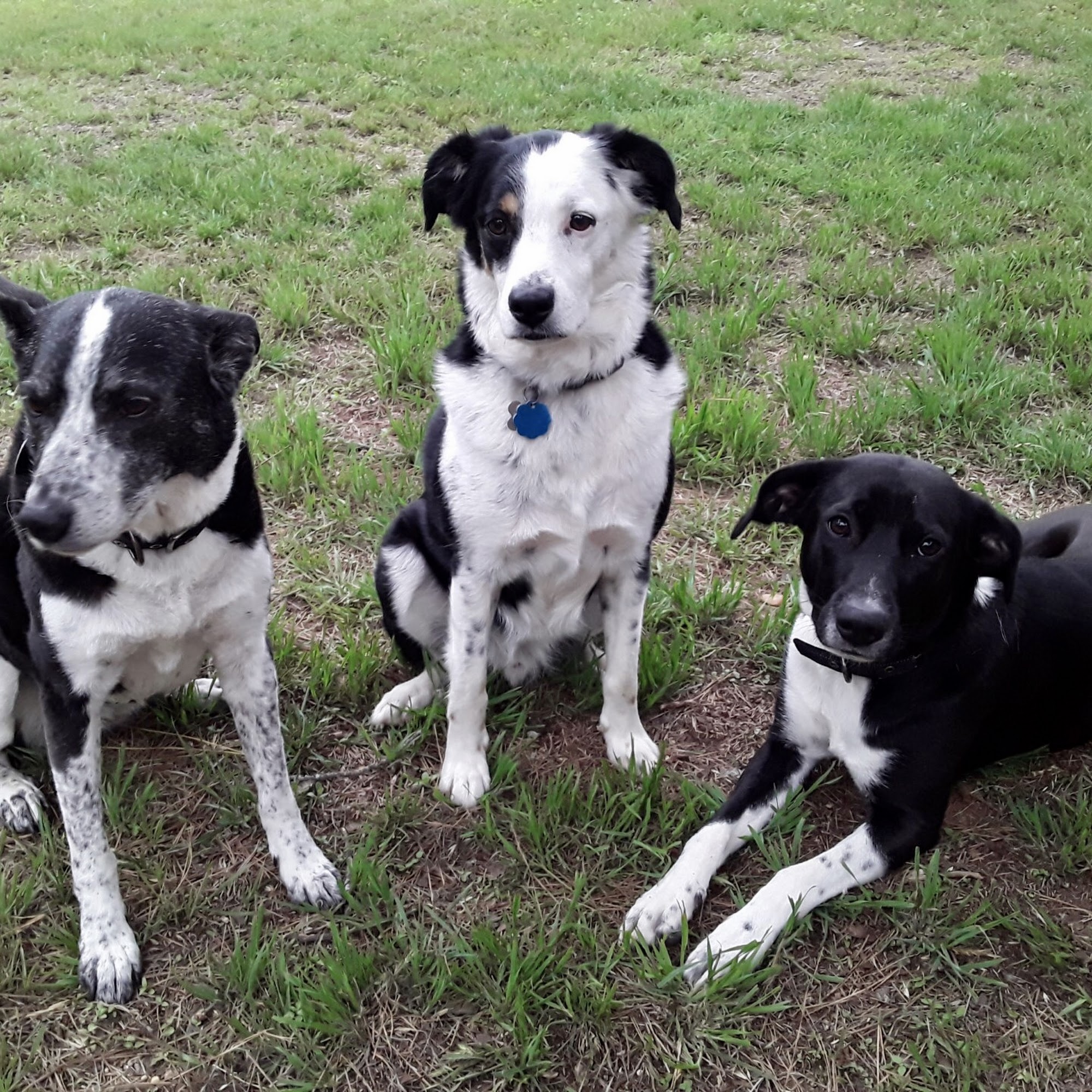 A Dog E Spa & Resort Cedar Creek